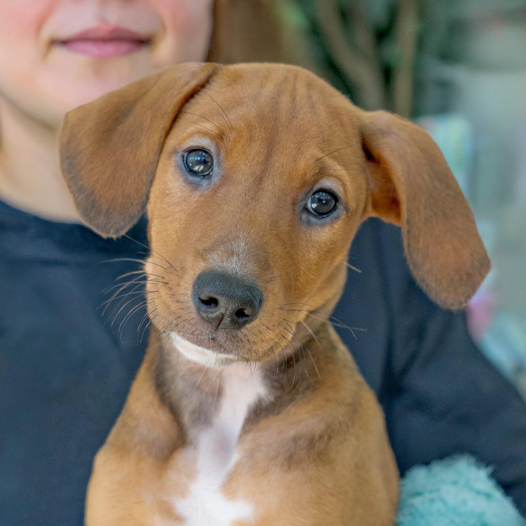 Flora, Adoptable, Puppy Female Australian Cattle Dog / Blue Heeler & Mixed Breed.