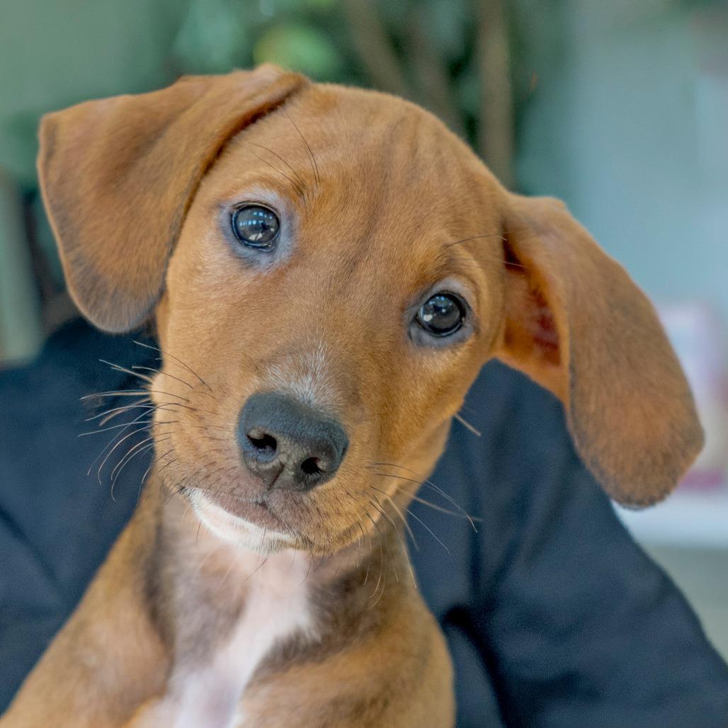 Enlarge Flora, a Adoptable mixed breed in Chapel Hill, NC image 2/3