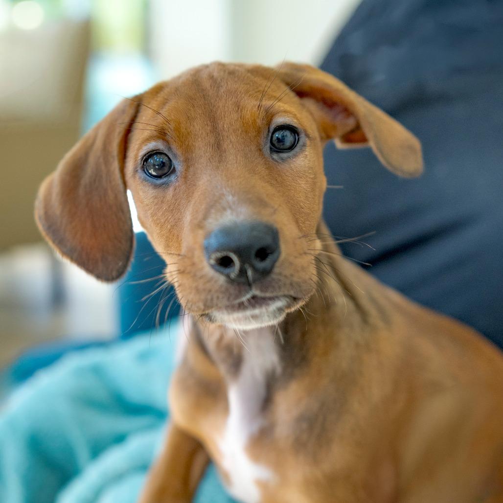 Enlarge Flora, a Adoptable mixed breed in Chapel Hill, NC image 3/3
