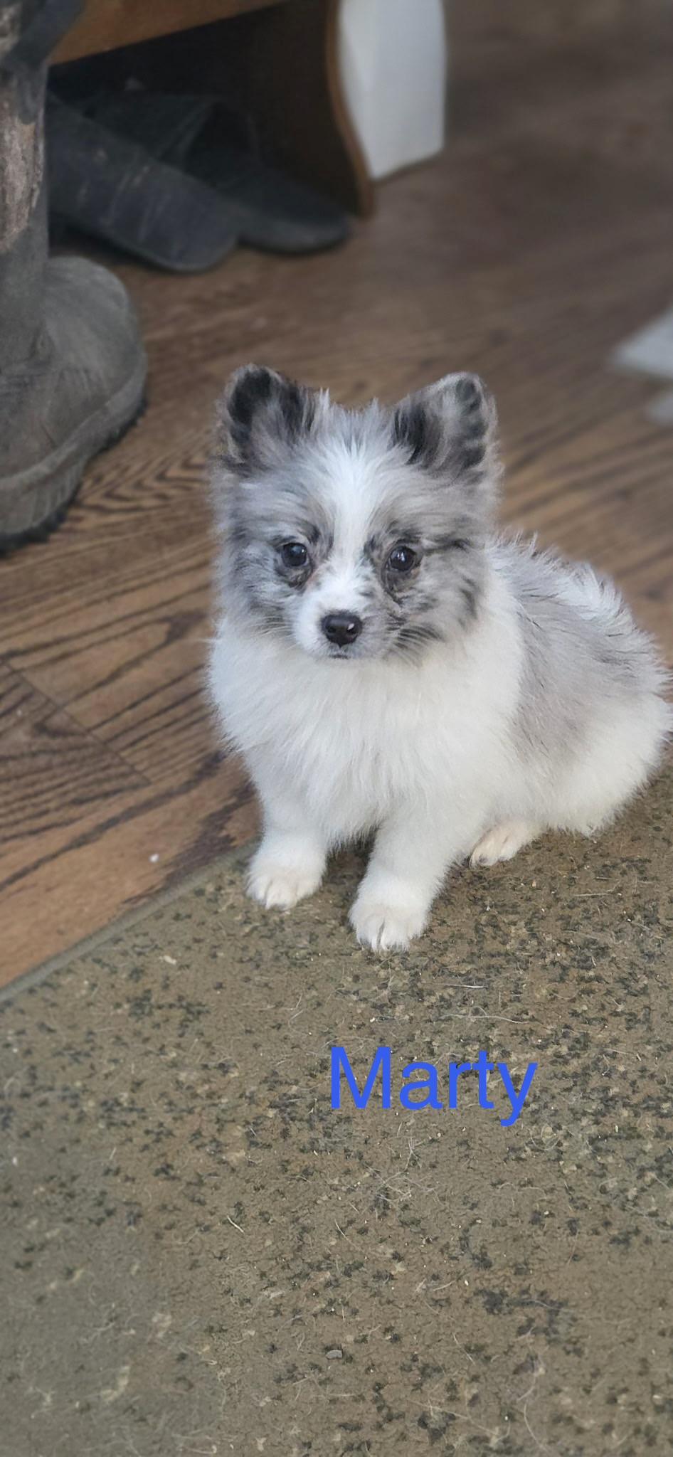 Marty, ADOPTABLE, Puppy Male Pomeranian & Chihuahua.