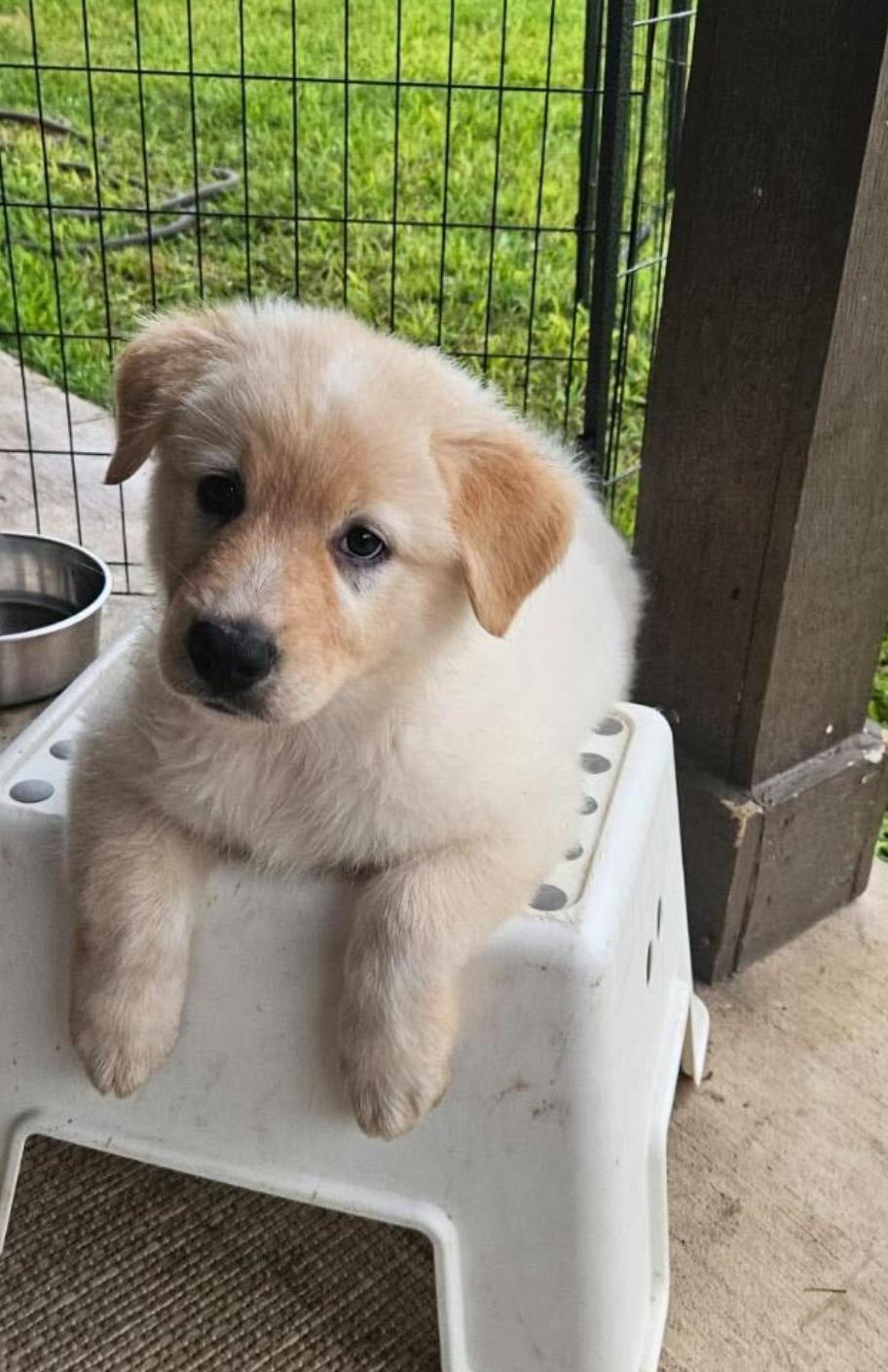 Misty, adopted, Puppy Female Border Collie & Great Pyrenees.
