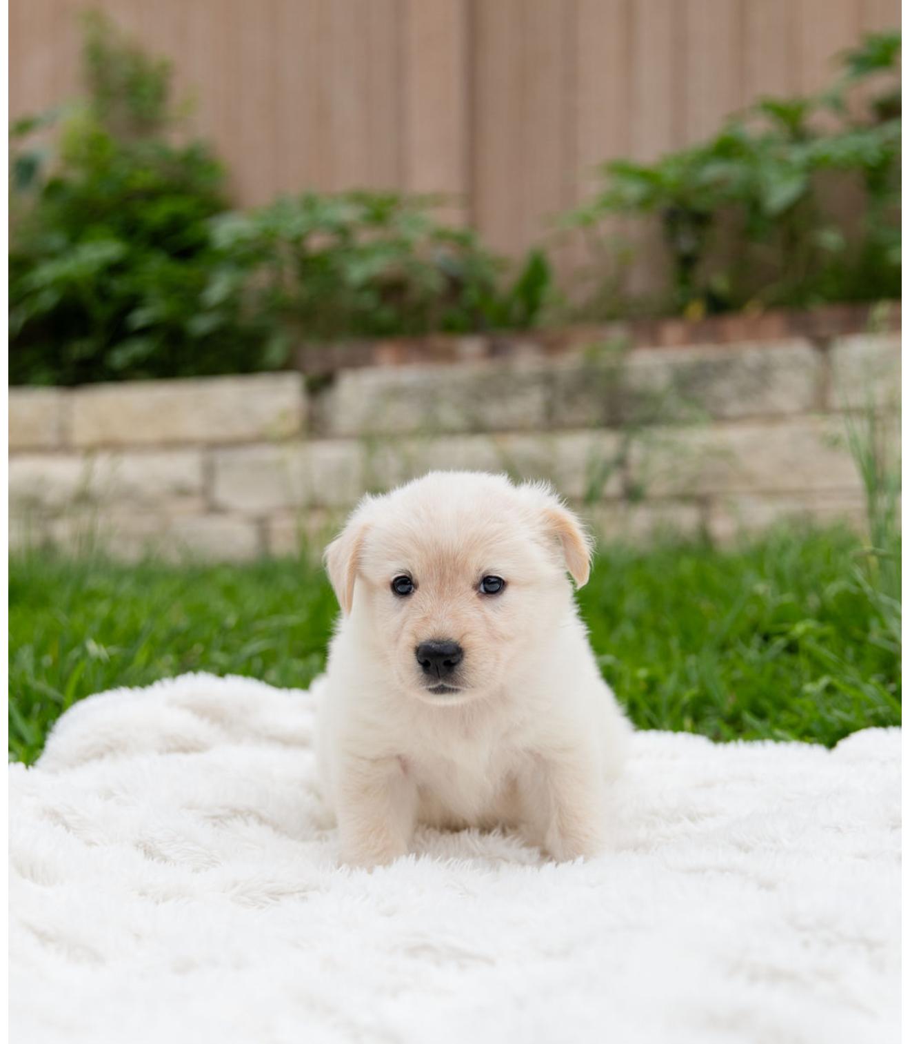Misty, an adopted mixed breed in Pflugerville, TX image 5/6
