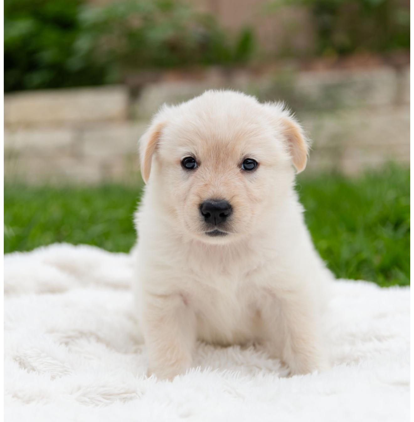 Misty, an adopted mixed breed in Pflugerville, TX image 4/6