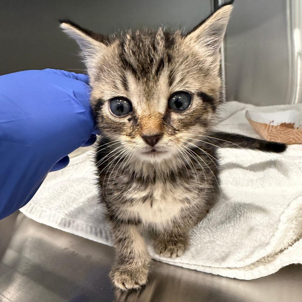 Enlarge Thing 2, a Adoptable Domestic Short Hair in Scituate, MA image 1/1
