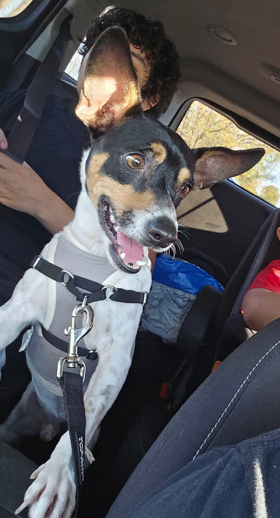 Enlarge Rocky , a Adoptable mixed breed in Austin, TX image 1/6