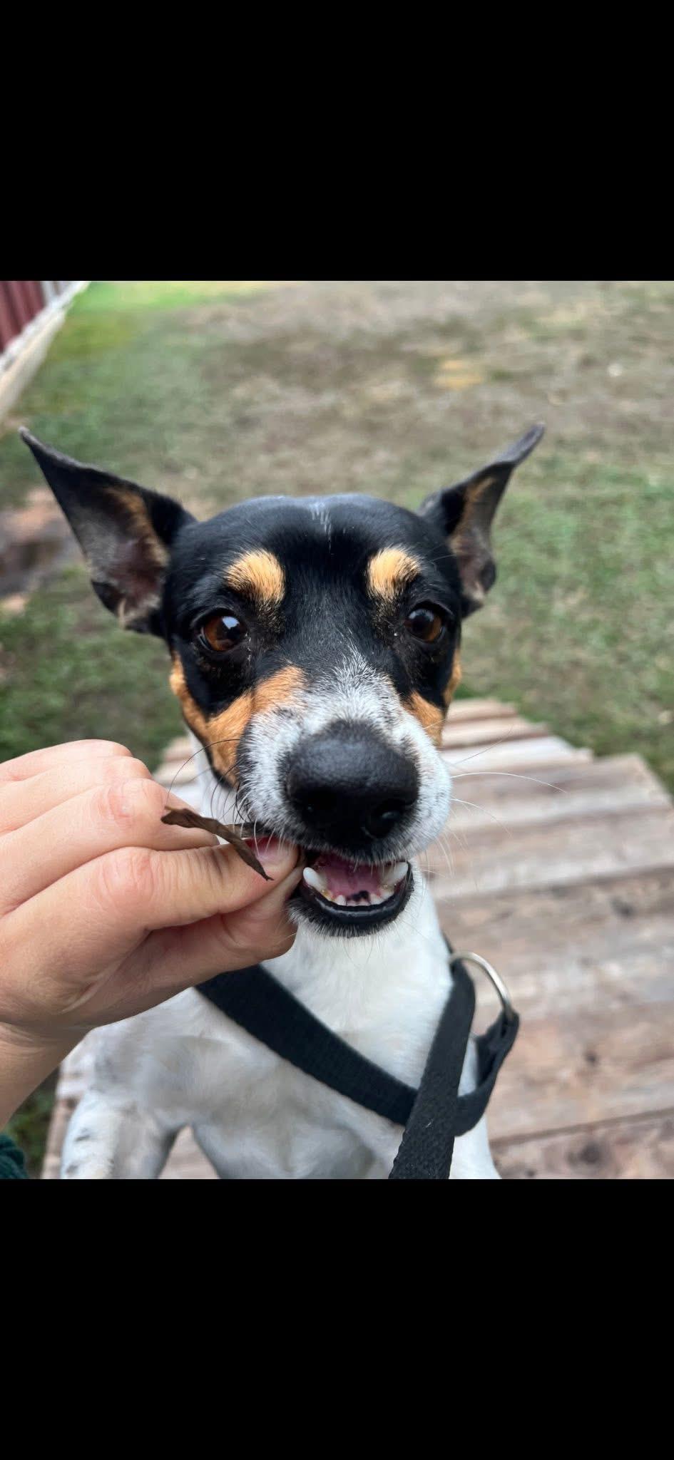 Enlarge Rocky , a Adoptable mixed breed in Austin, TX image 4/6