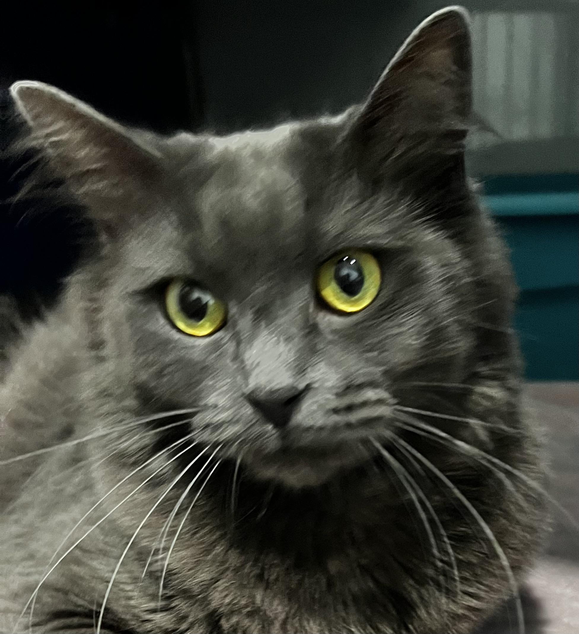 Roots, an adoptable Domestic Medium Hair in Sault Sainte Marie, MI, 49783 | Photo Image 4