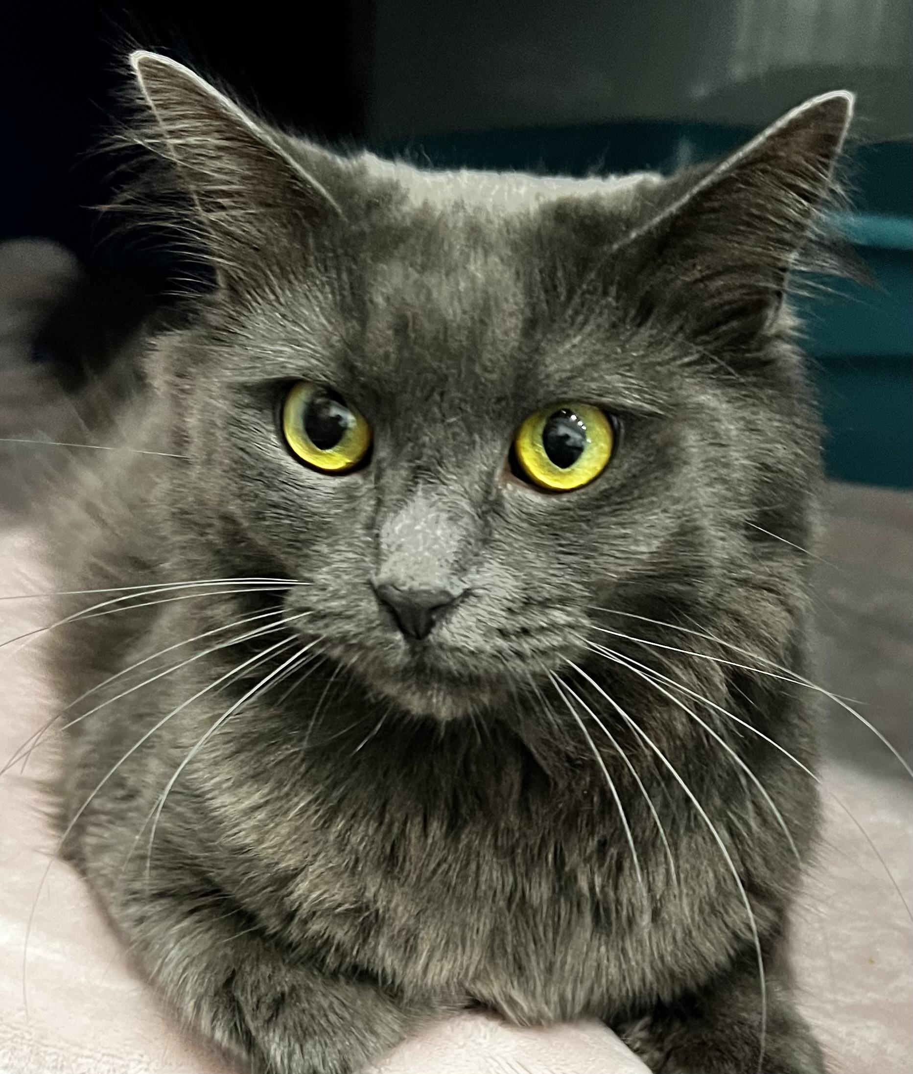 Roots, an adoptable Domestic Medium Hair in Sault Sainte Marie, MI, 49783 | Photo Image 3
