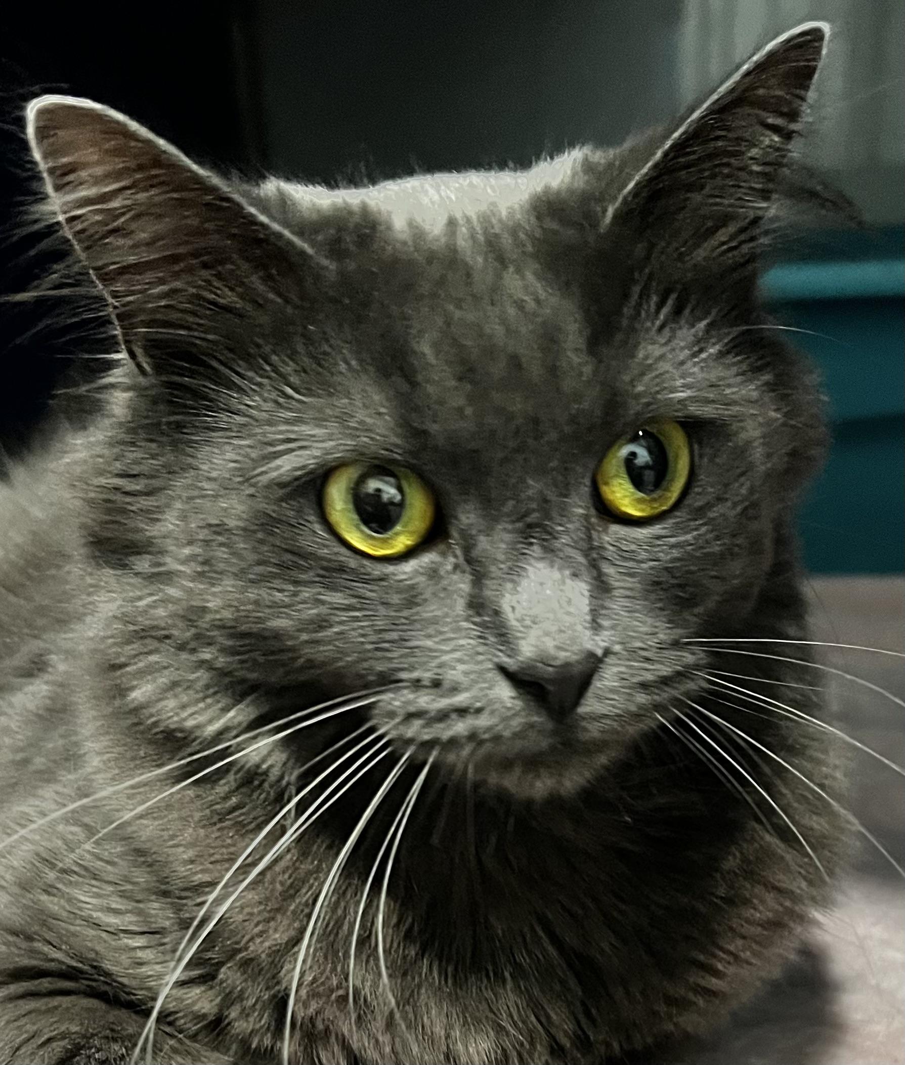 Roots, an adoptable Domestic Medium Hair in Sault Sainte Marie, MI, 49783 | Photo Image 2