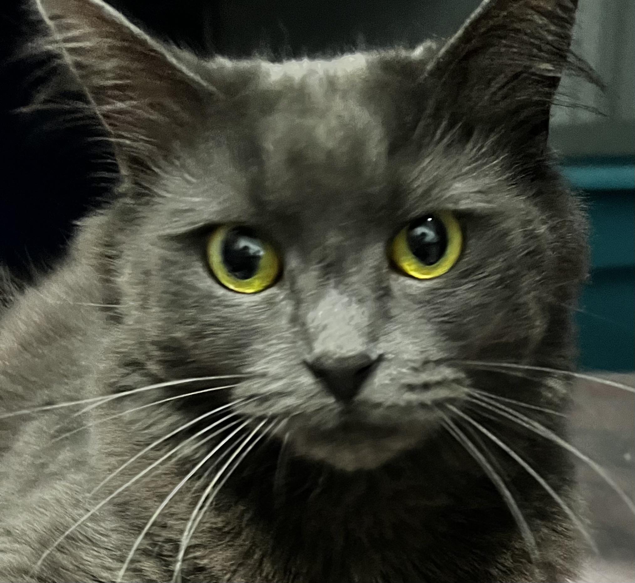 Roots, an adoptable Domestic Medium Hair in Sault Sainte Marie, MI, 49783 | Photo Image 1