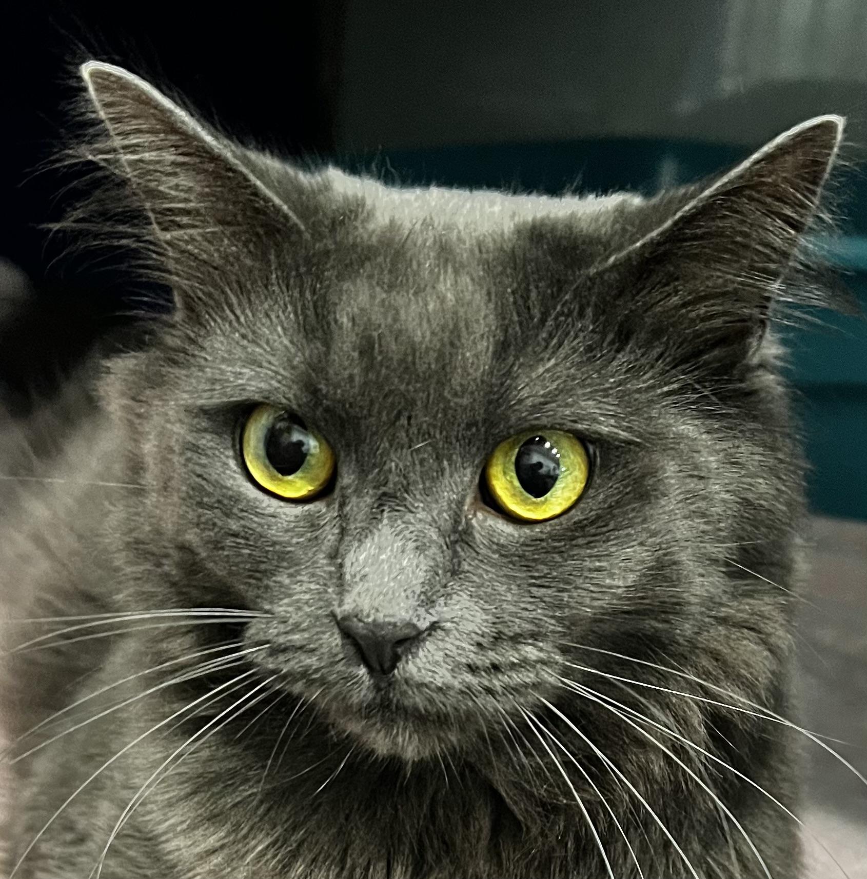 Roots, an adoptable Domestic Medium Hair in Sault Sainte Marie, MI, 49783 | Photo Image 5