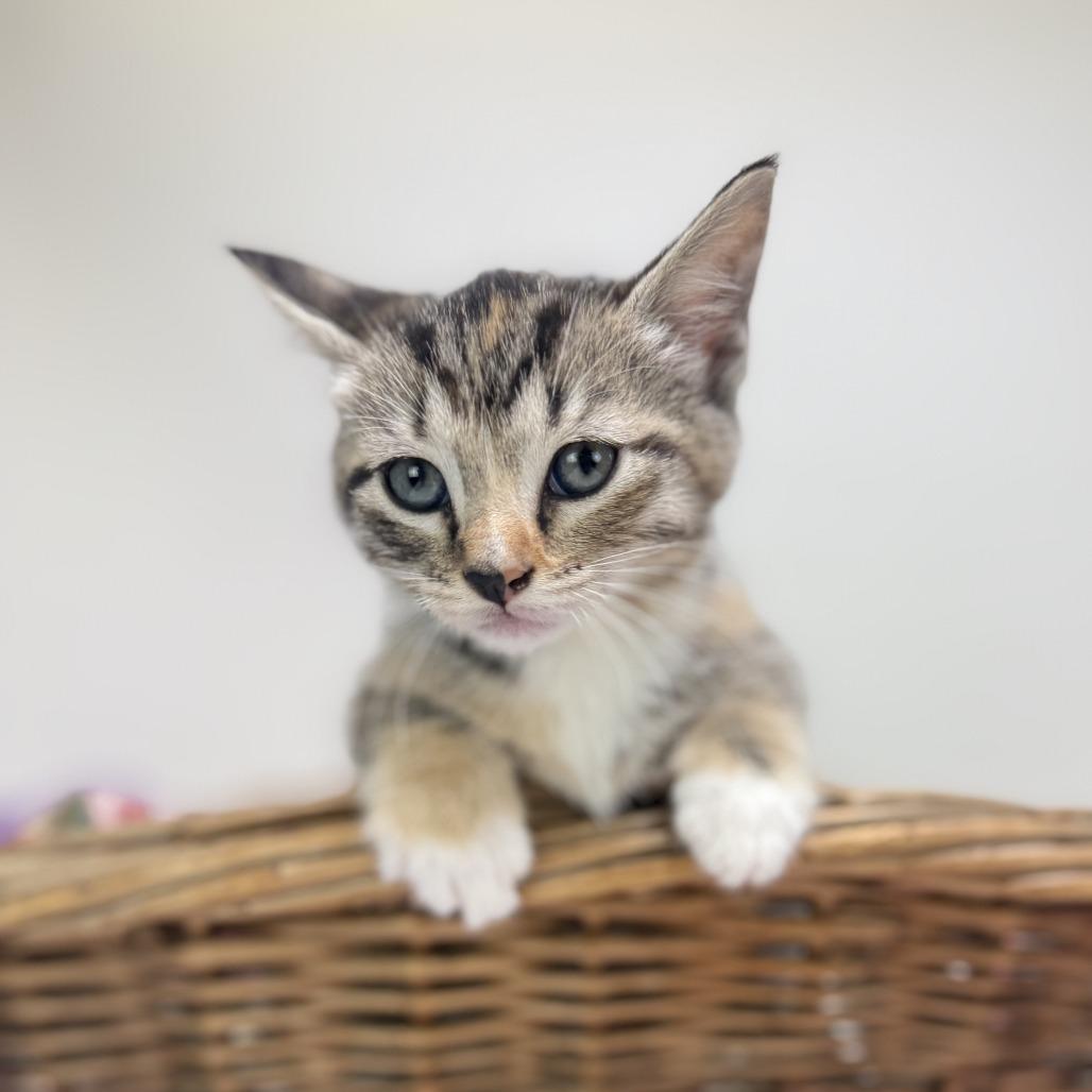 Sweetarts-C, Adoptable, Kitten Female Domestic Short Hair.