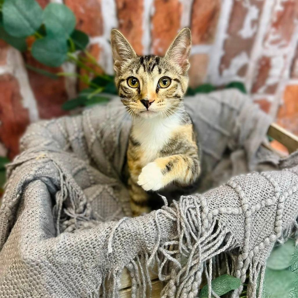 Enlarge Sweetarts-C, a Adoptable Domestic Short Hair in East Saint Louis, IL image 2/6