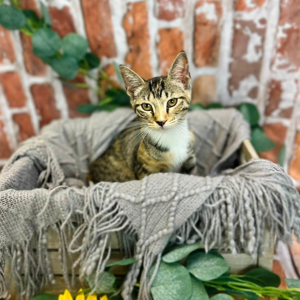 Enlarge Sweetarts-C, a Adoptable Domestic Short Hair in East Saint Louis, IL image 3/6