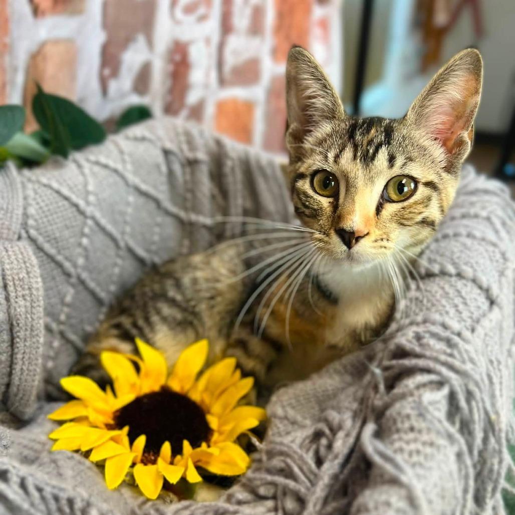 Enlarge Sweetarts-C, a Adoptable Domestic Short Hair in East Saint Louis, IL image 4/6