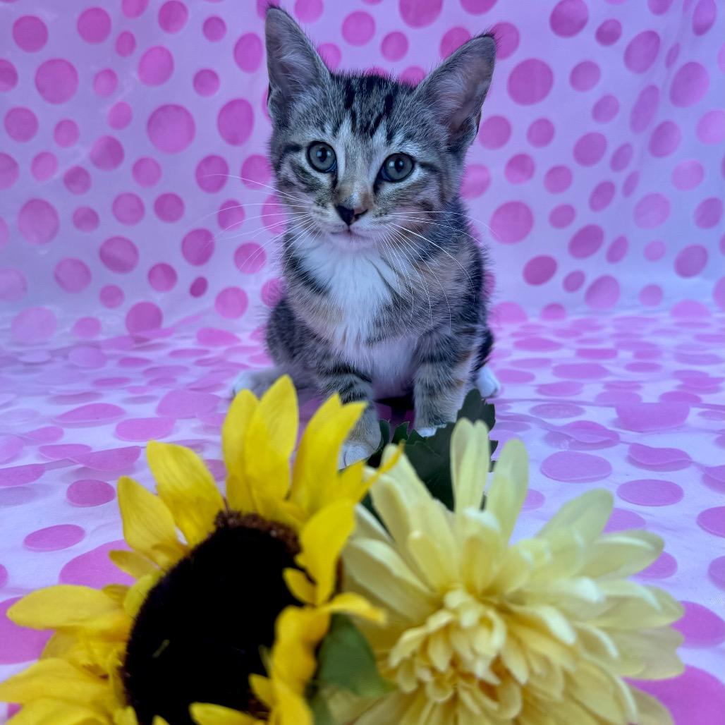 Enlarge Sweetarts-C, a Adoptable Domestic Short Hair in East Saint Louis, IL image 5/6