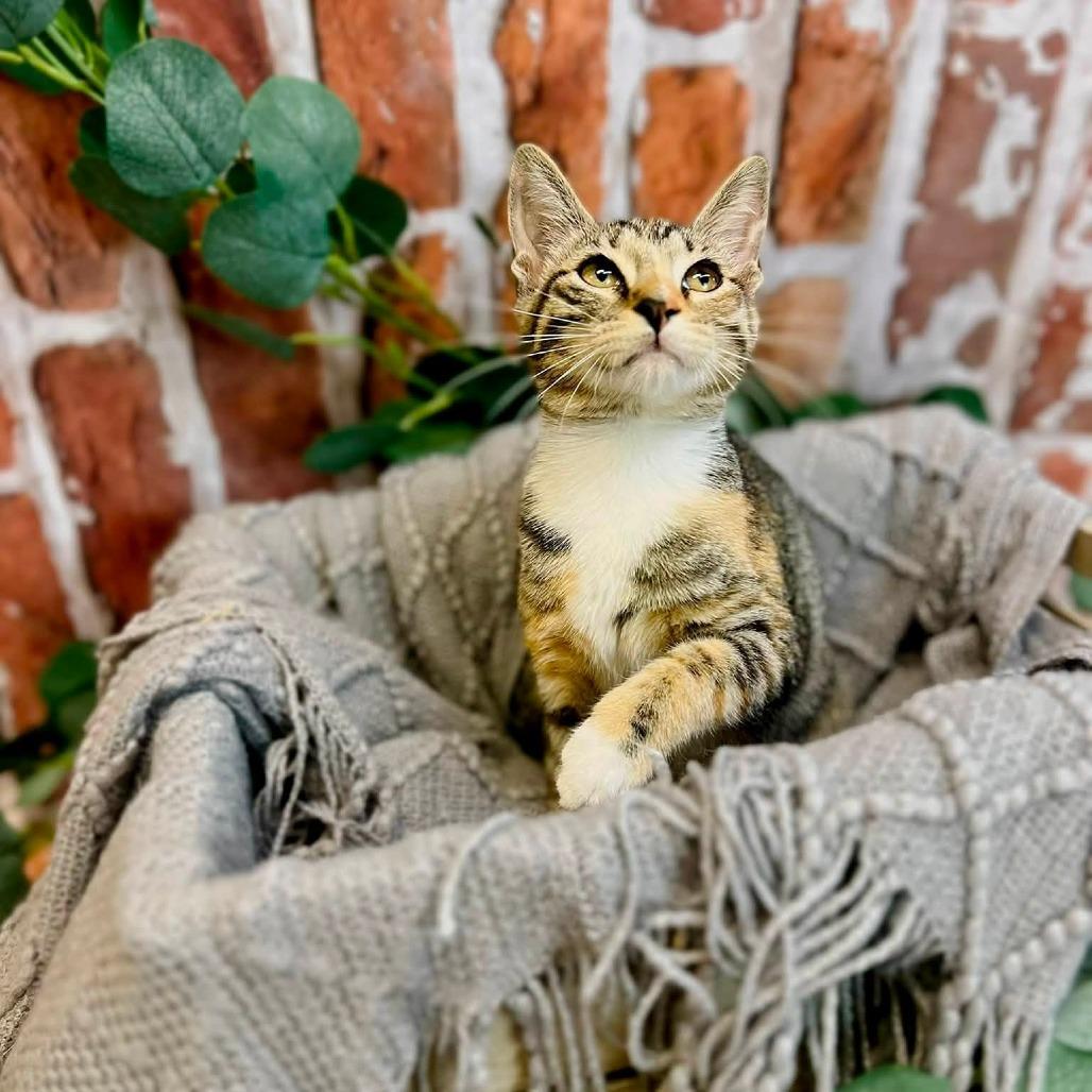 Enlarge Sweetarts-C, a Adoptable Domestic Short Hair in East Saint Louis, IL image 6/6