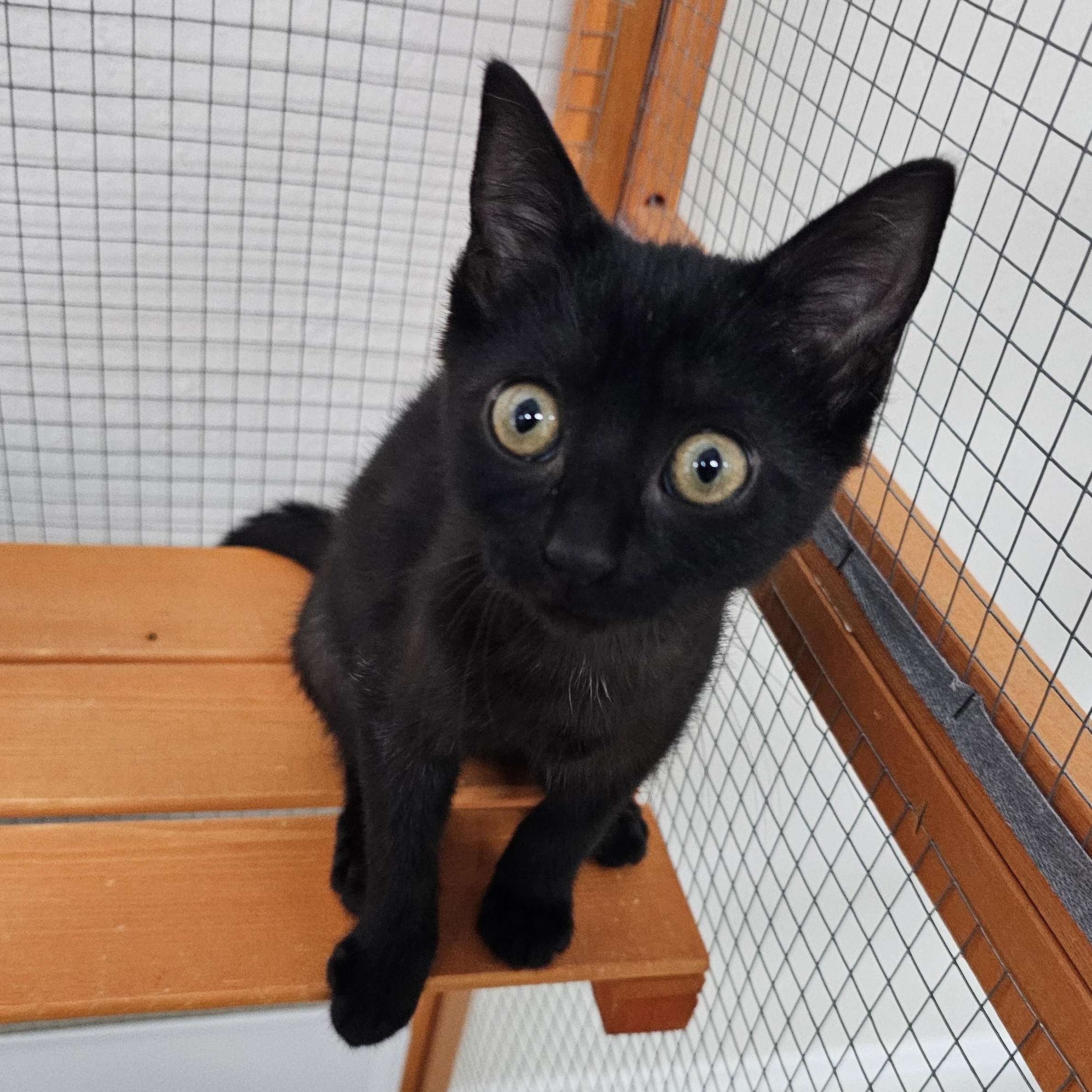 Charm, Adoptable, Kitten Female Domestic Short Hair.
