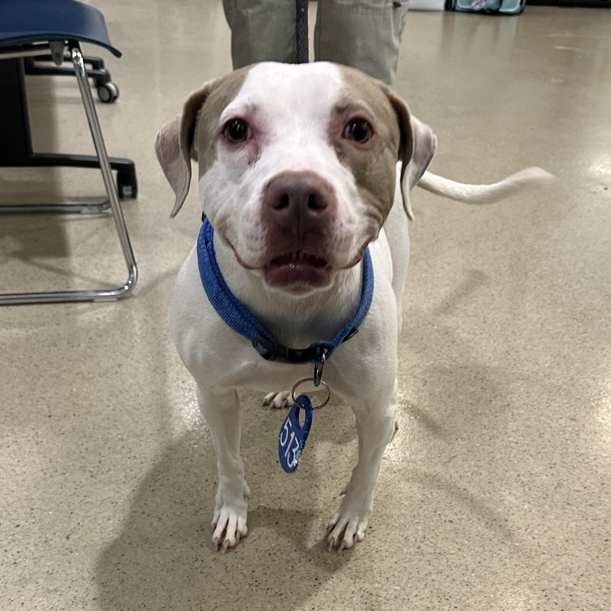 Enlarge Layla (ID 51319/1453), a ADOPTABLE Pit Bull Terrier in Manassas, VA image 2/2
