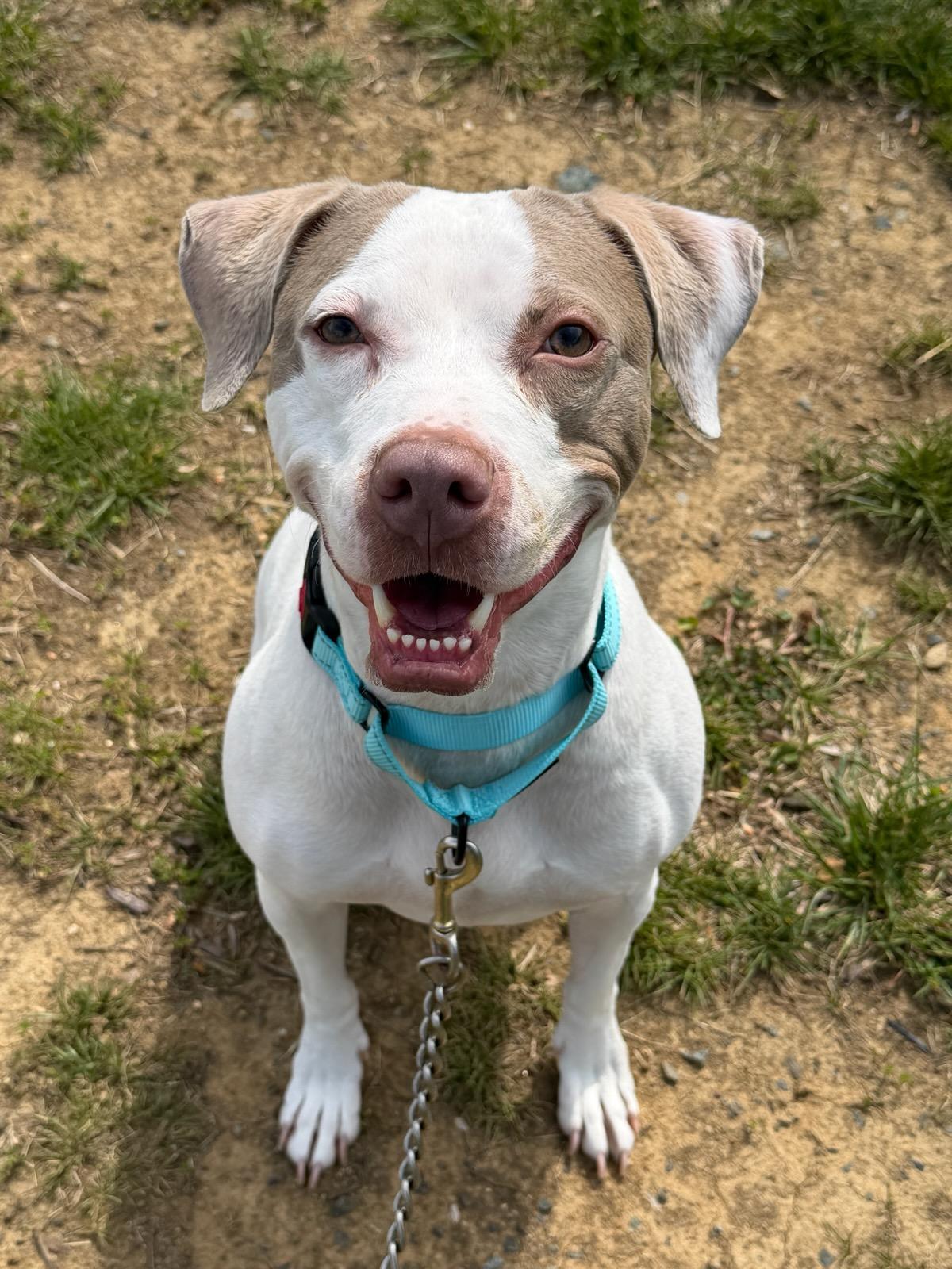 Enlarge Layla (ID 51319/1453), a ADOPTABLE Pit Bull Terrier in Manassas, VA image 1/2