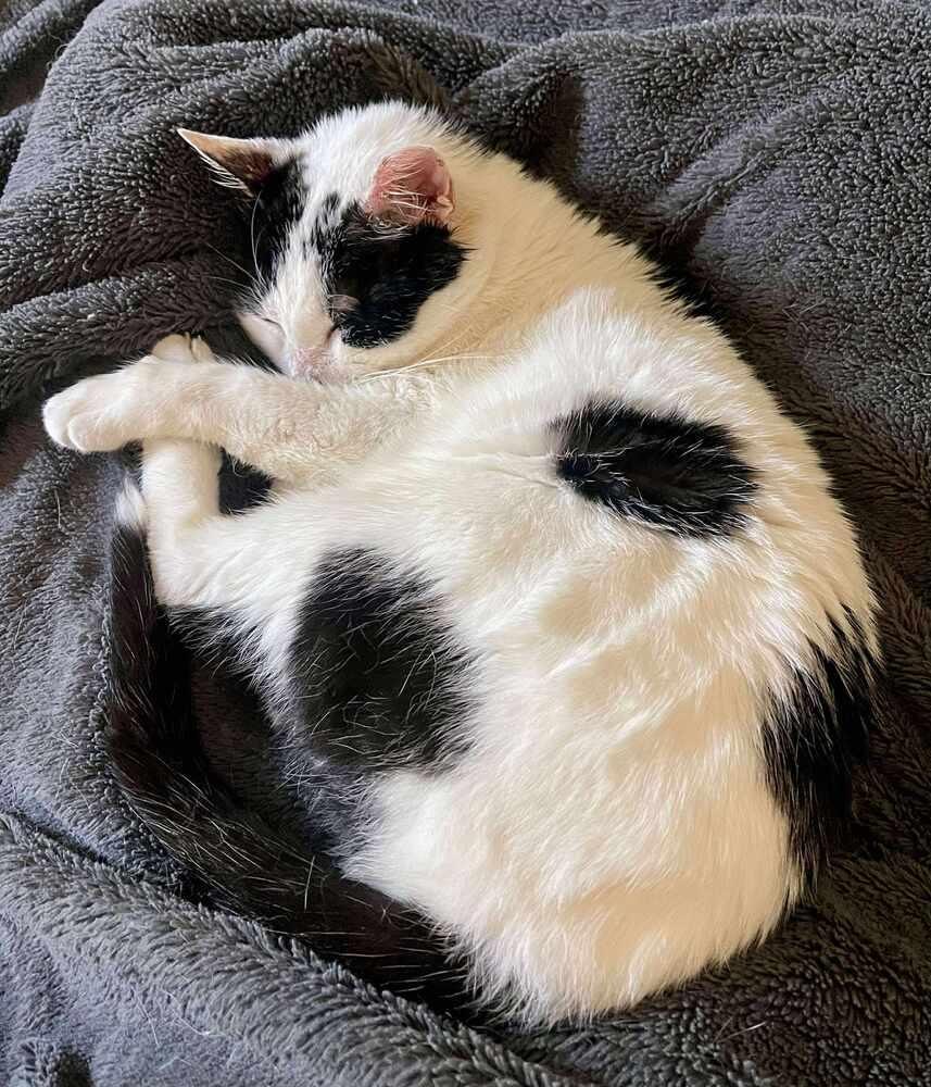 Mr Moo, Adoptable, Adult Male Domestic Short Hair.