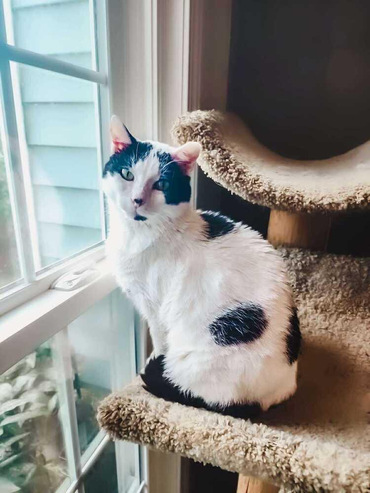 Enlarge Mr Moo, a Adoptable mixed breed in Wendell, NC image 2/6