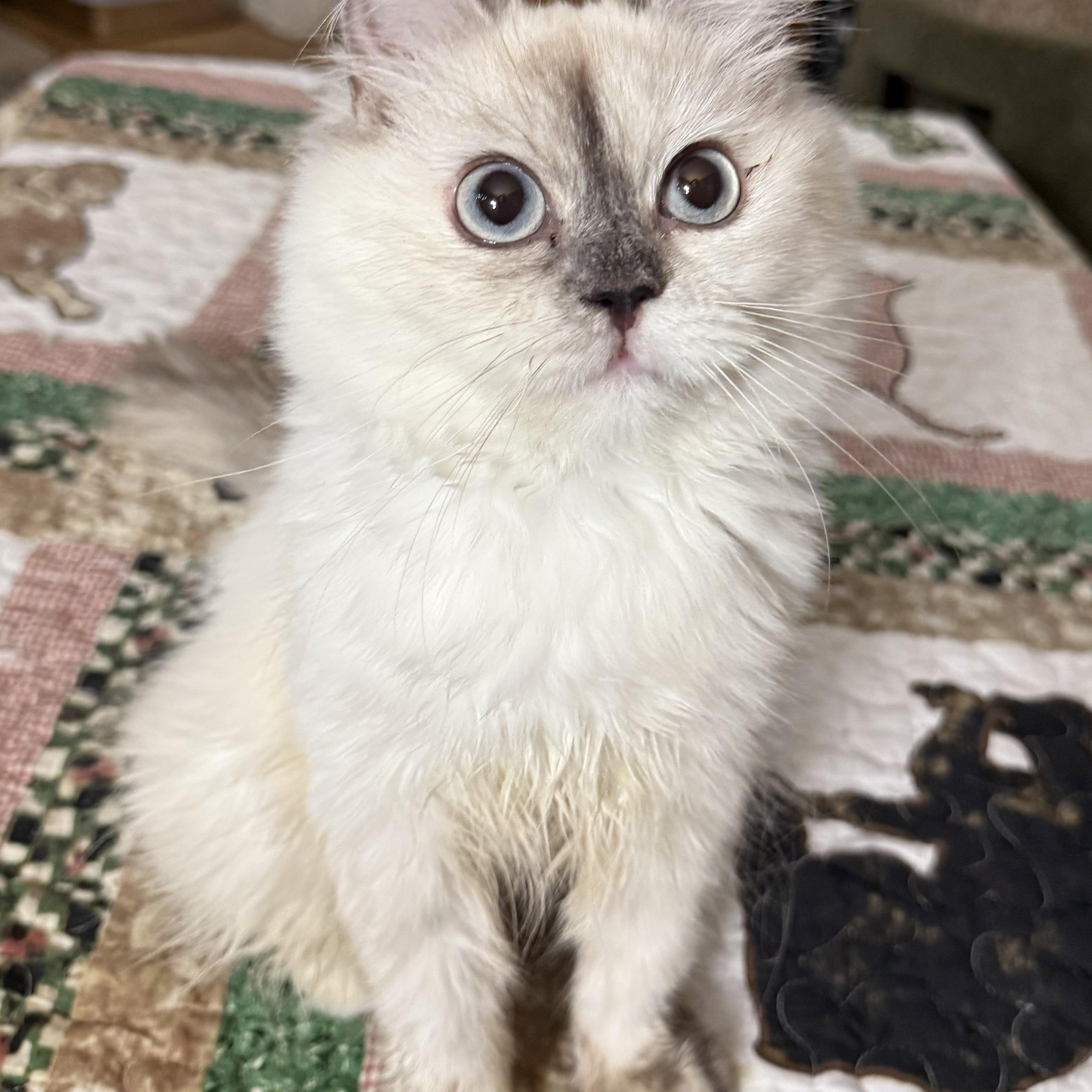 Adorable Kiko (video), an adopted mixed breed in Woodbridge, VA image 3/6