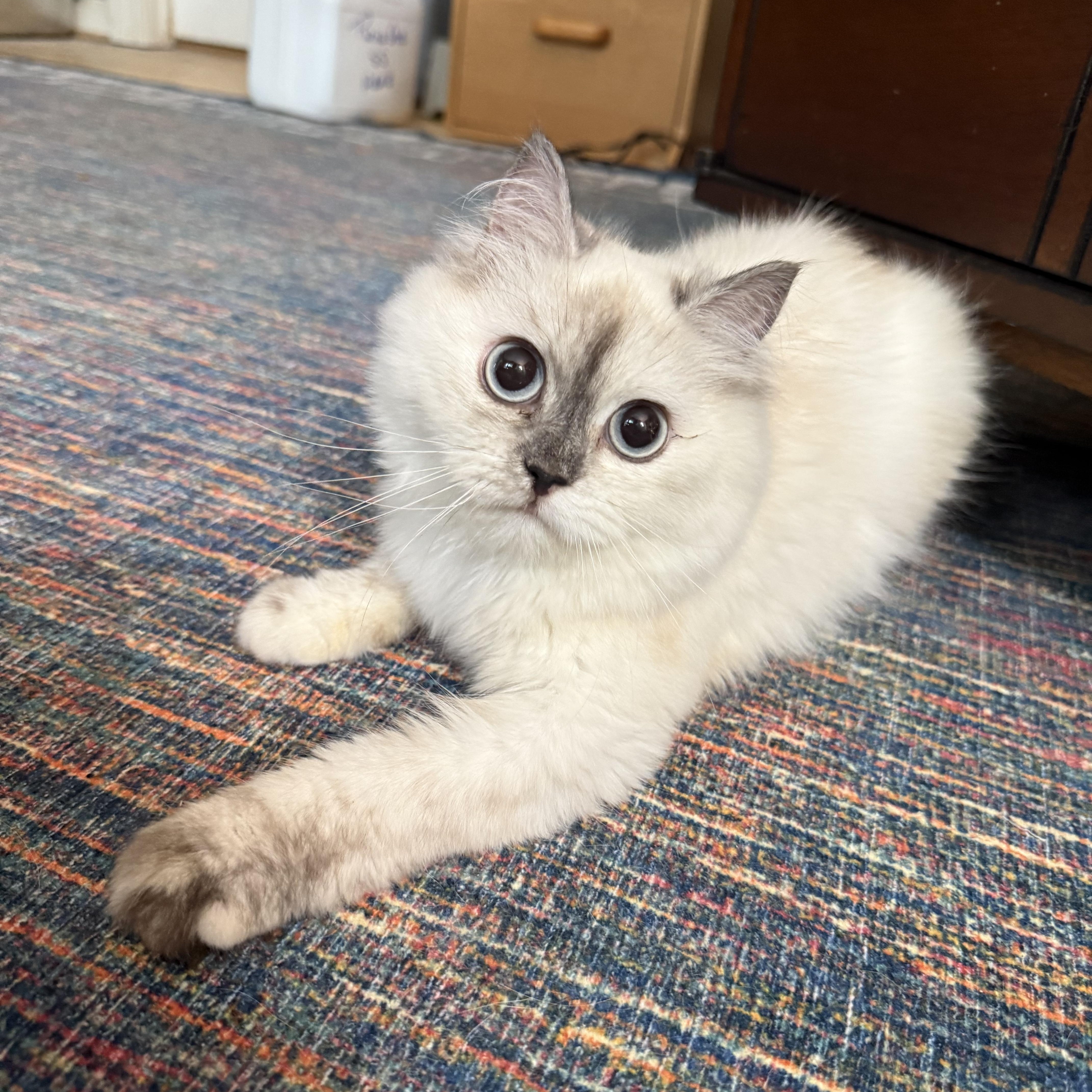 Adorable Kiko (video), adopted, Kitten Female Himalayan.