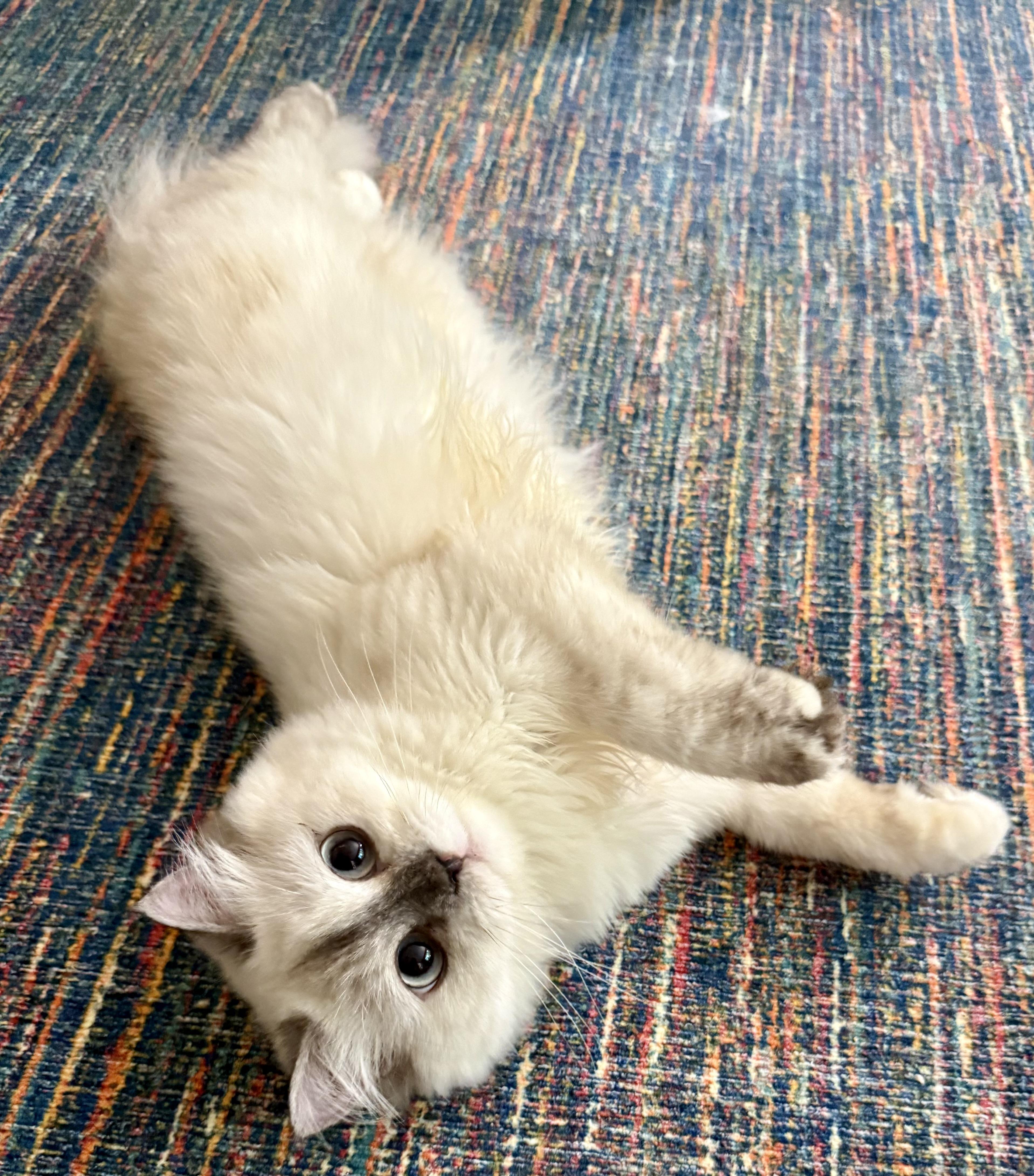 Adorable Kiko (video), an adopted mixed breed in Woodbridge, VA image 2/6