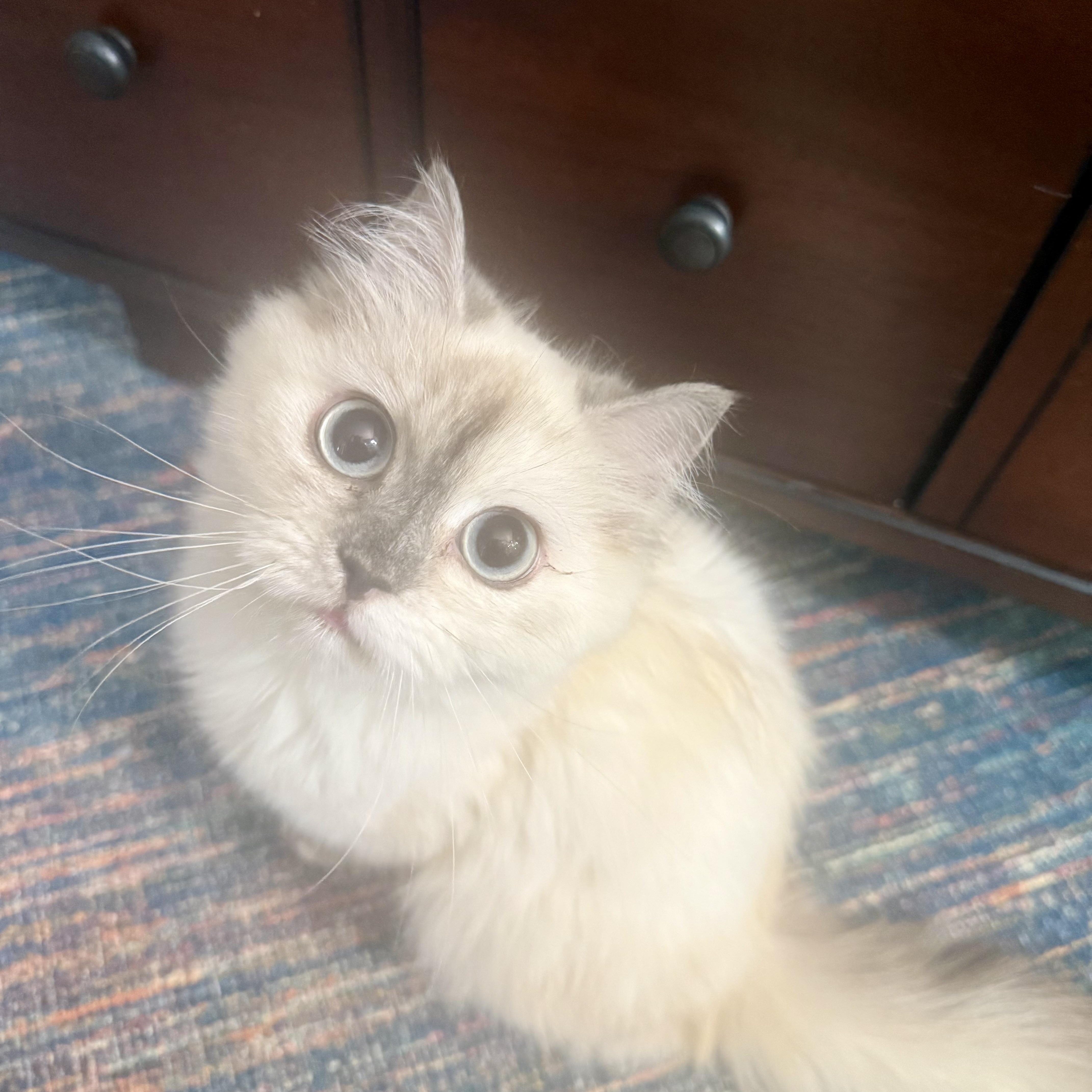 Adorable Kiko (video), an adopted mixed breed in Woodbridge, VA image 5/6