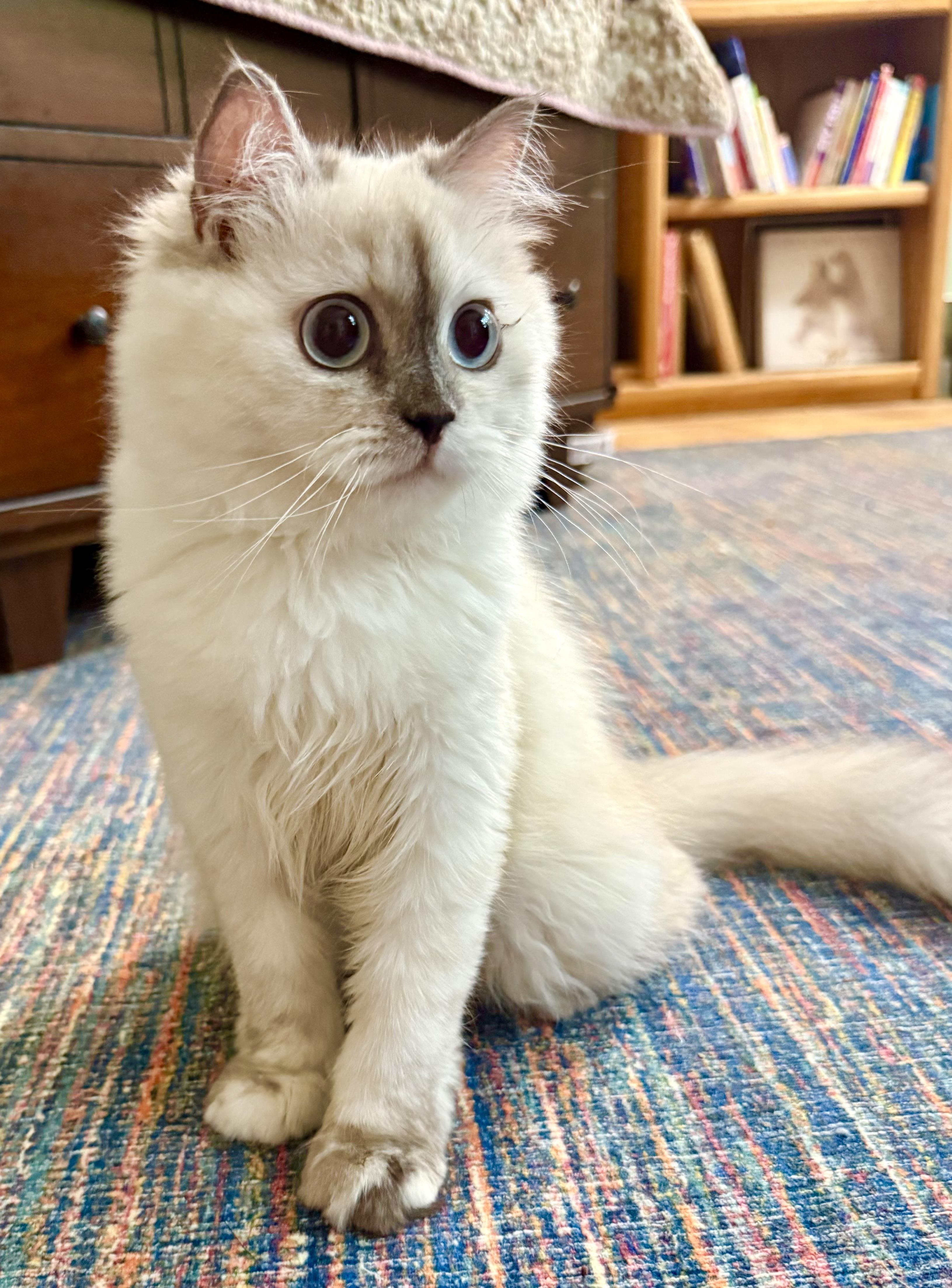Adorable Kiko (video), an adopted mixed breed in Woodbridge, VA image 4/6