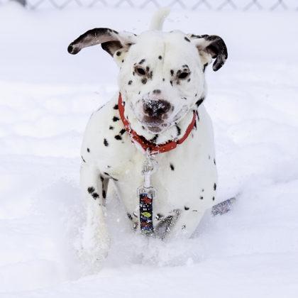 Louis, Adoptable, Adult Male Dalmatian & Mixed Breed.