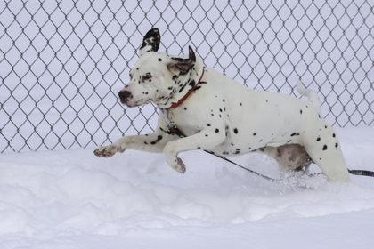 Louis, a Adoptable mixed breed in Madison, WI image 2/3
