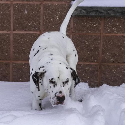 Louis, a Adoptable mixed breed in Madison, WI image 3/3
