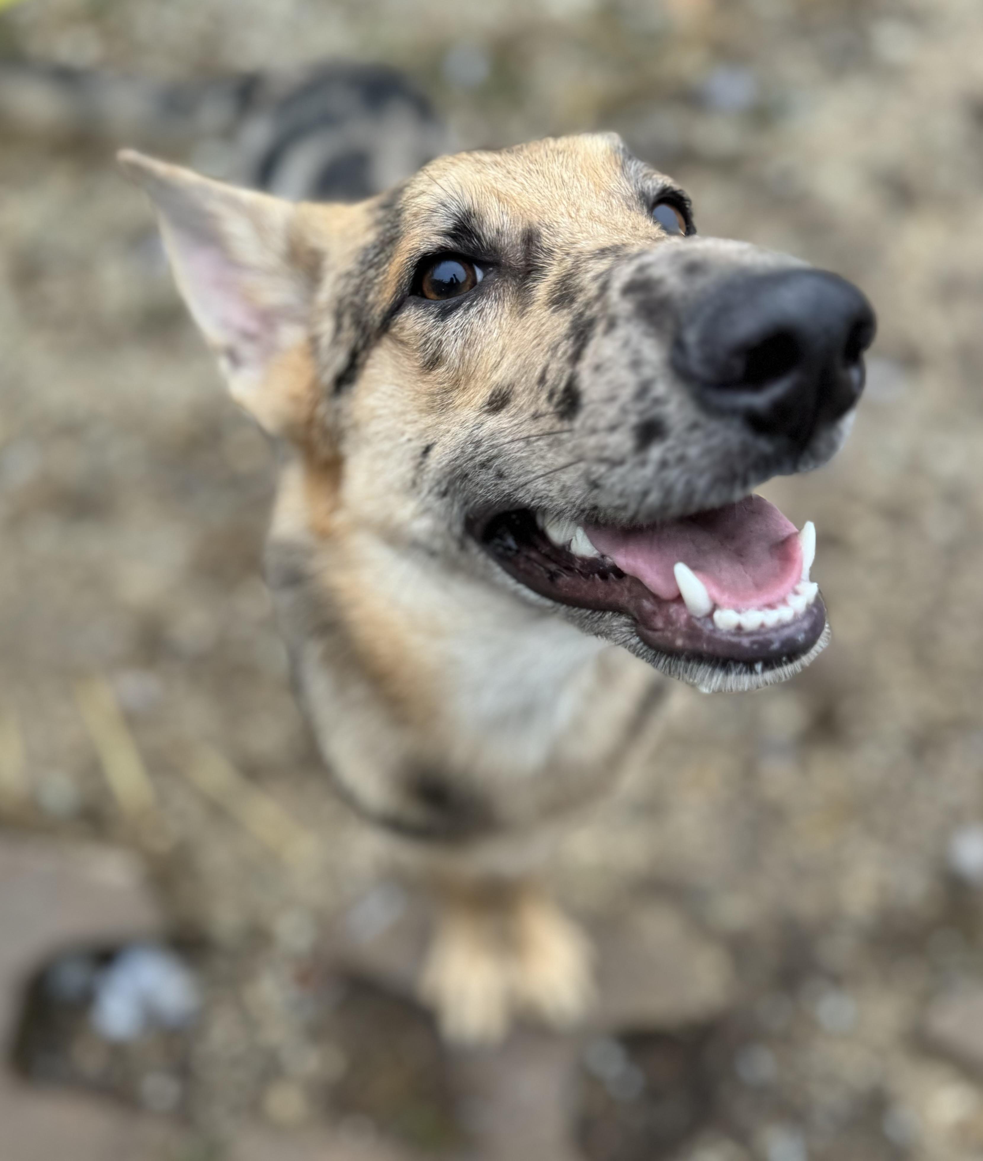 Duke, Adoptable, Young Male German Shepherd Dog.