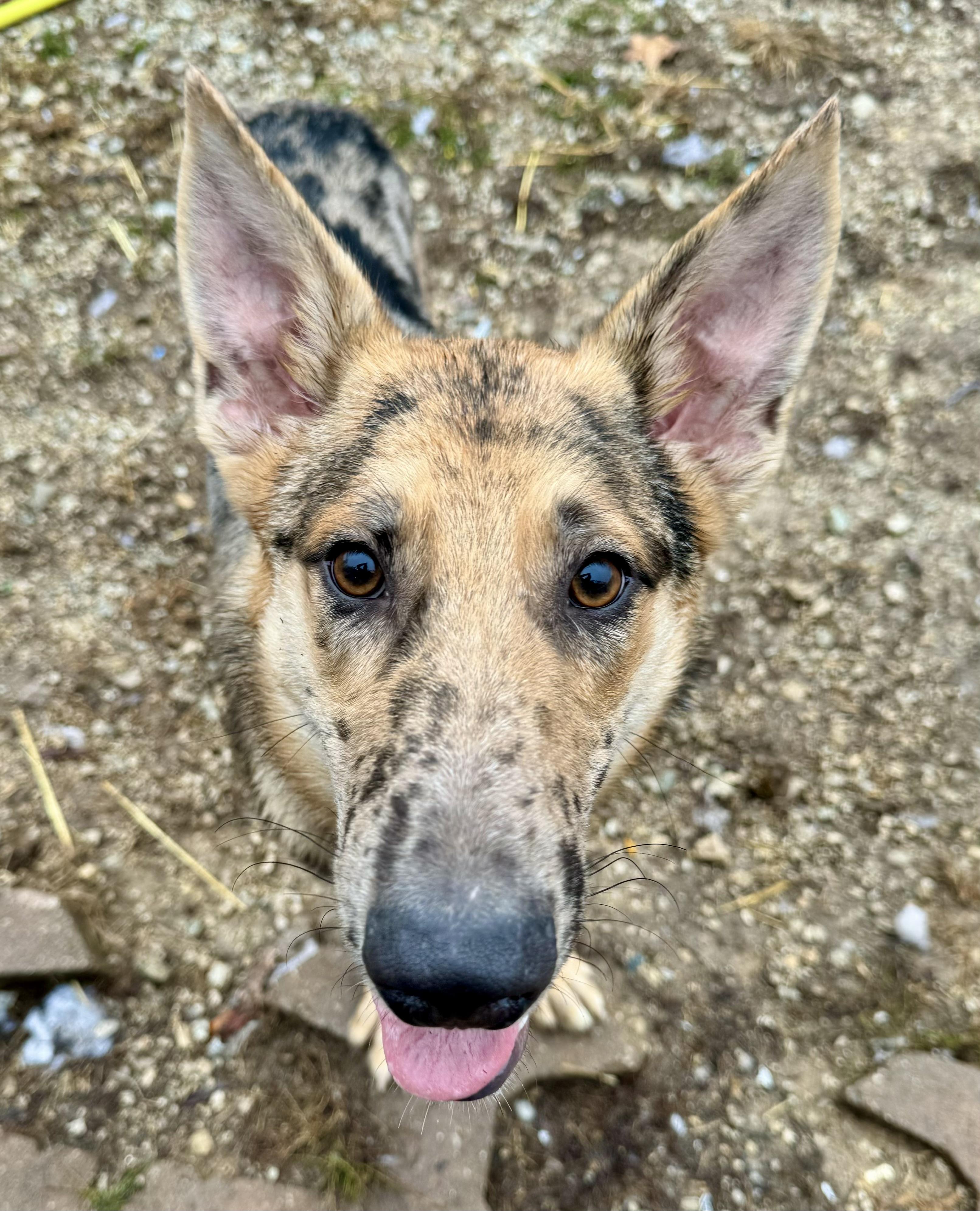 Duke, a Adoptable mixed breed in Washington, MO image 2/3