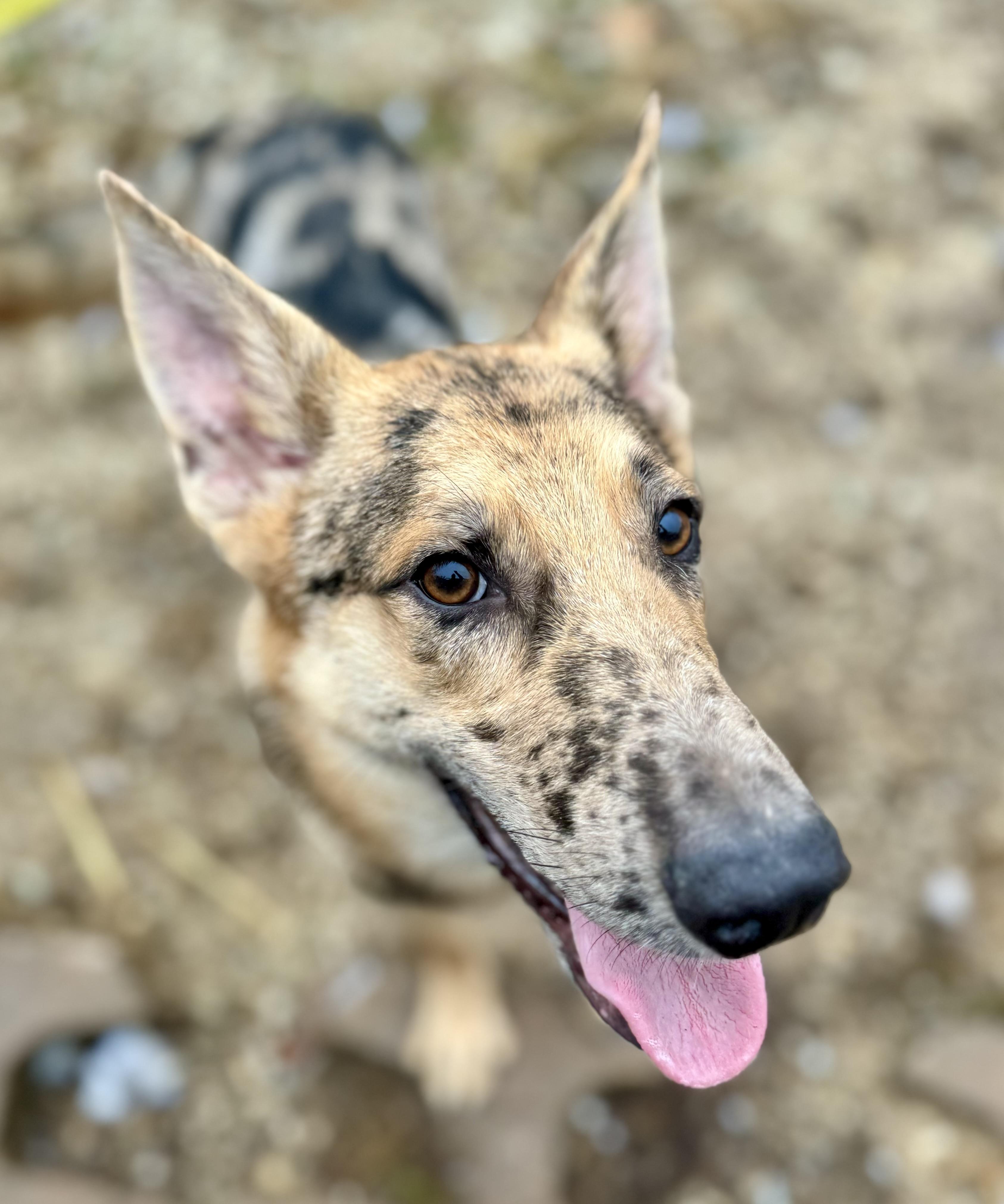 Duke, a Adoptable mixed breed in Washington, MO image 3/3
