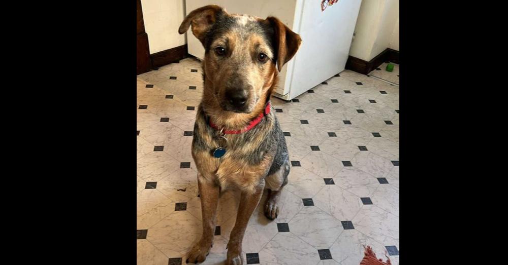 Enlarge Atlas, a Adoptable Australian Cattle Dog / Blue Heeler in Mansfield, OH image 1/1