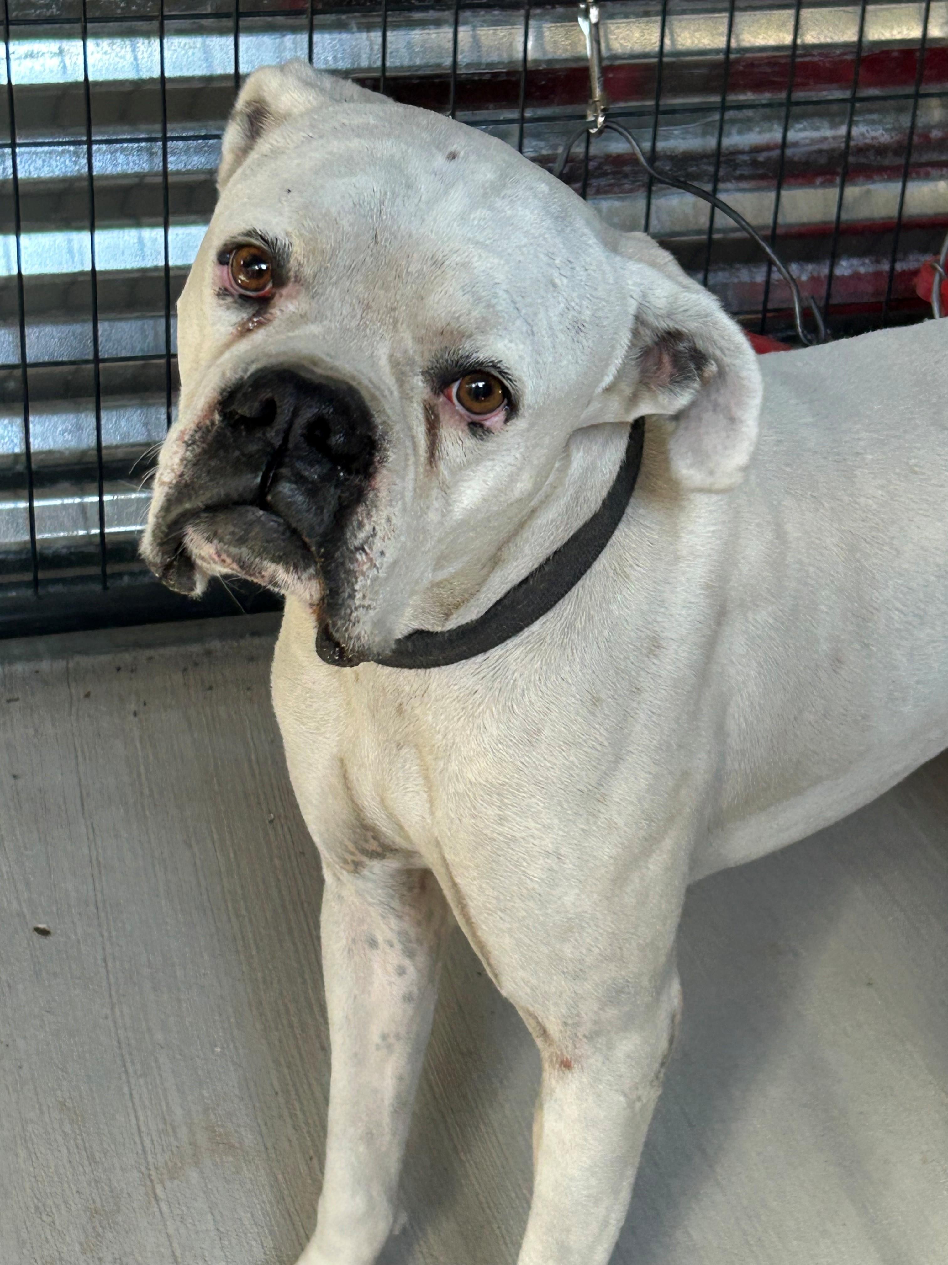 Enlarge Max, an adopted Boxer in El Paso, TX image 1/2