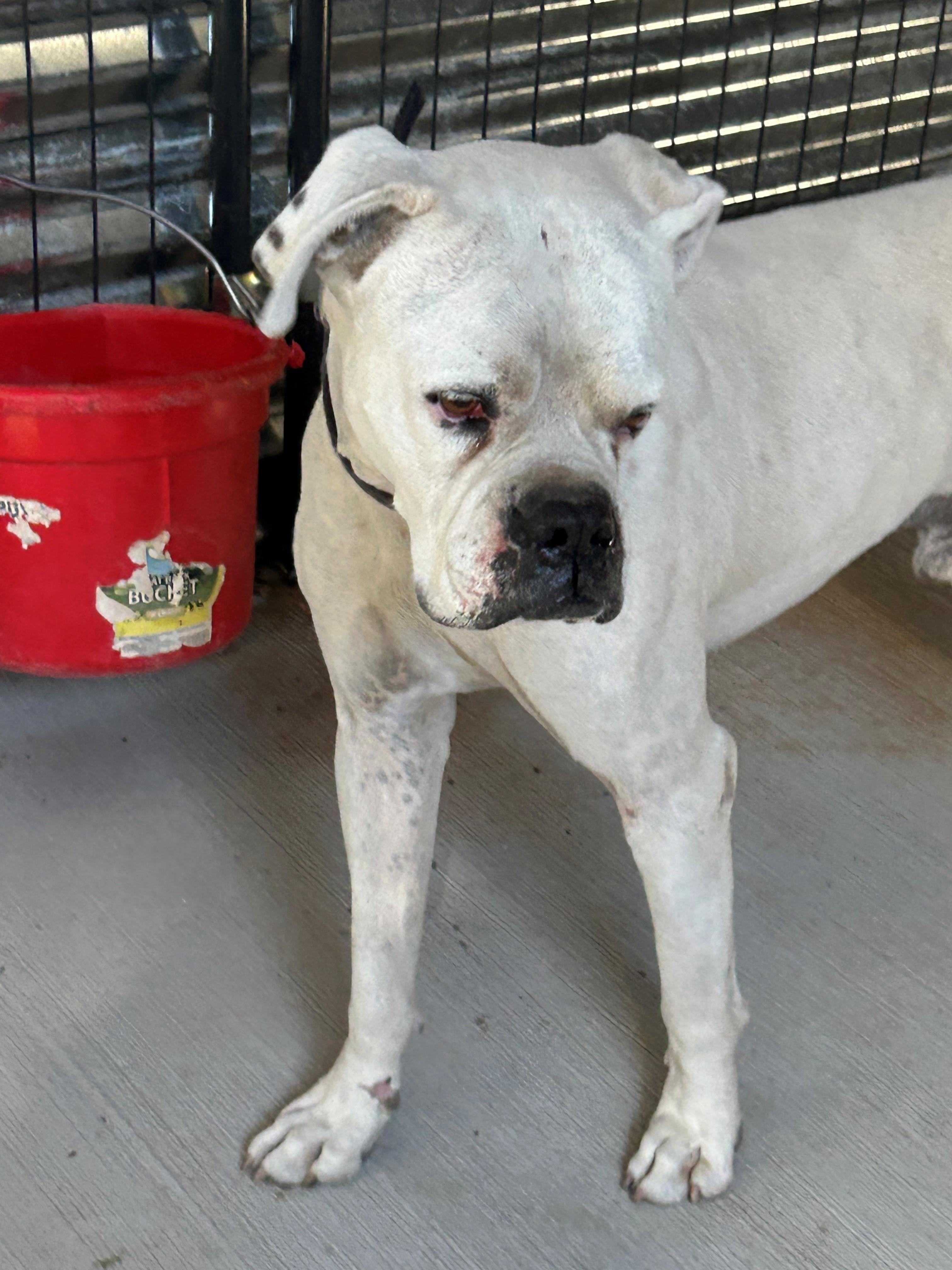 Enlarge Max, an adopted Boxer in El Paso, TX image 2/2