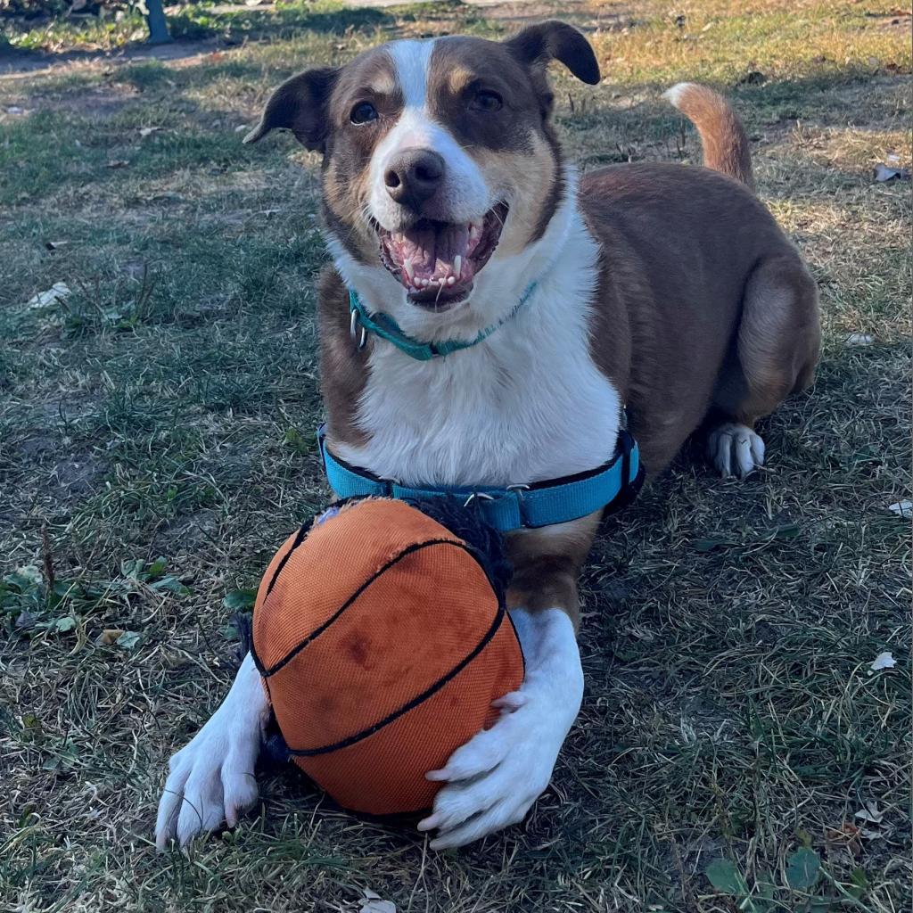 Tabitha, Adoptable, Senior Female Mixed Breed & Australian Shepherd.