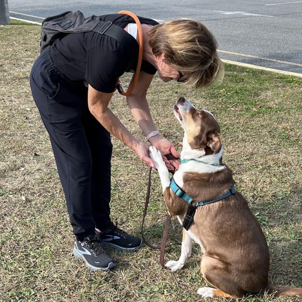 Enlarge Tabitha, a Adoptable mixed breed in East Hanover, NJ image 2/6