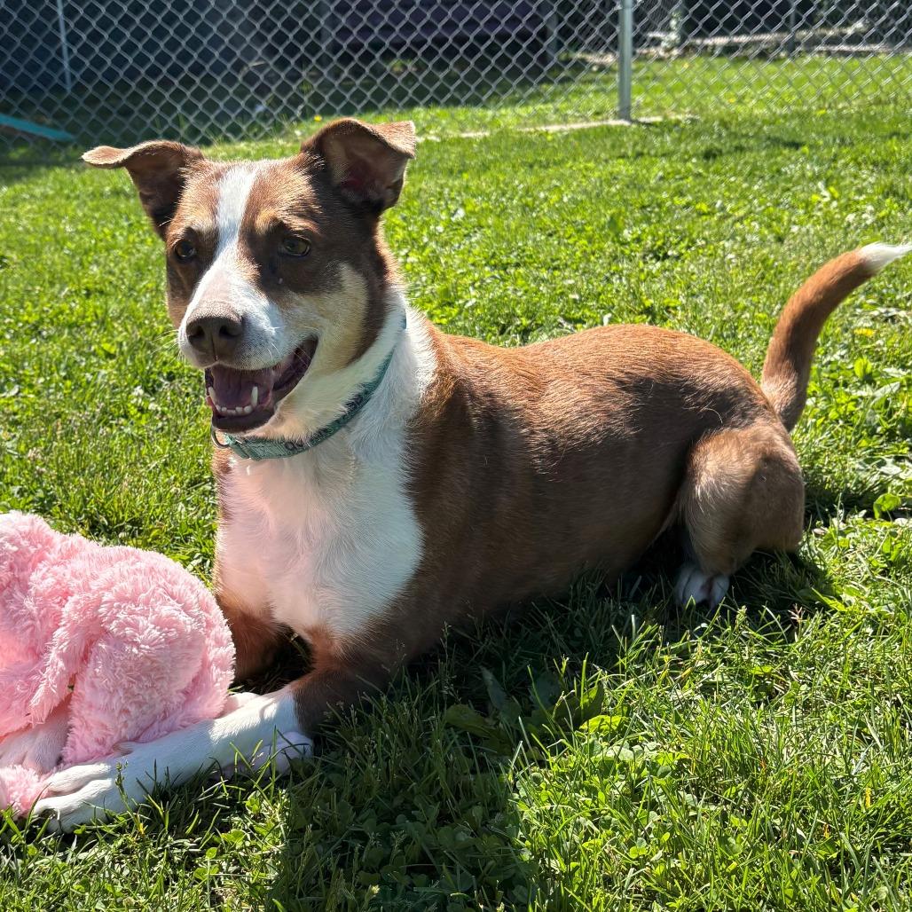 Tabitha, a Adoptable mixed breed in East Hanover, NJ image 3/6