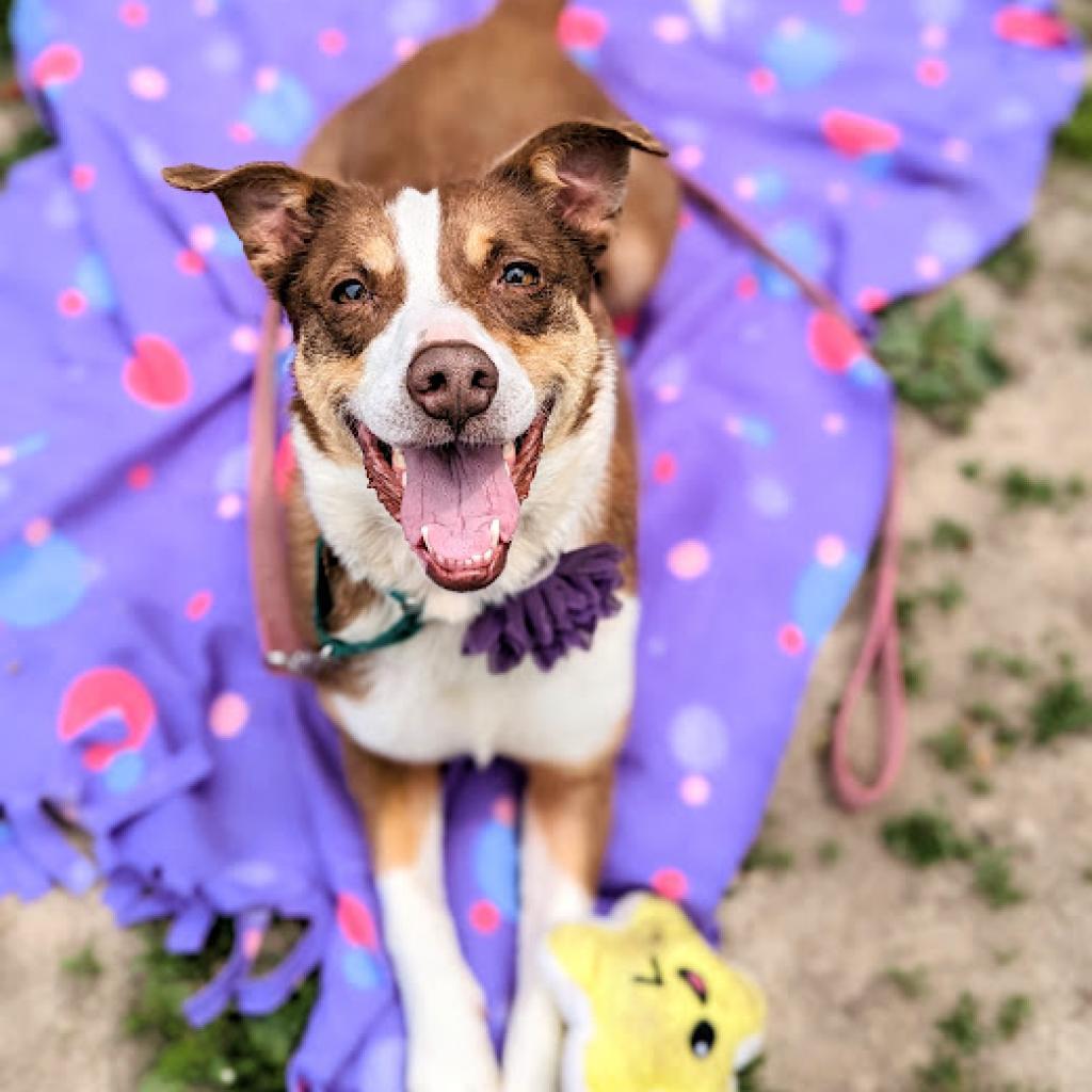 Tabitha, Adoptable, Senior Female Mixed Breed & Australian Shepherd.