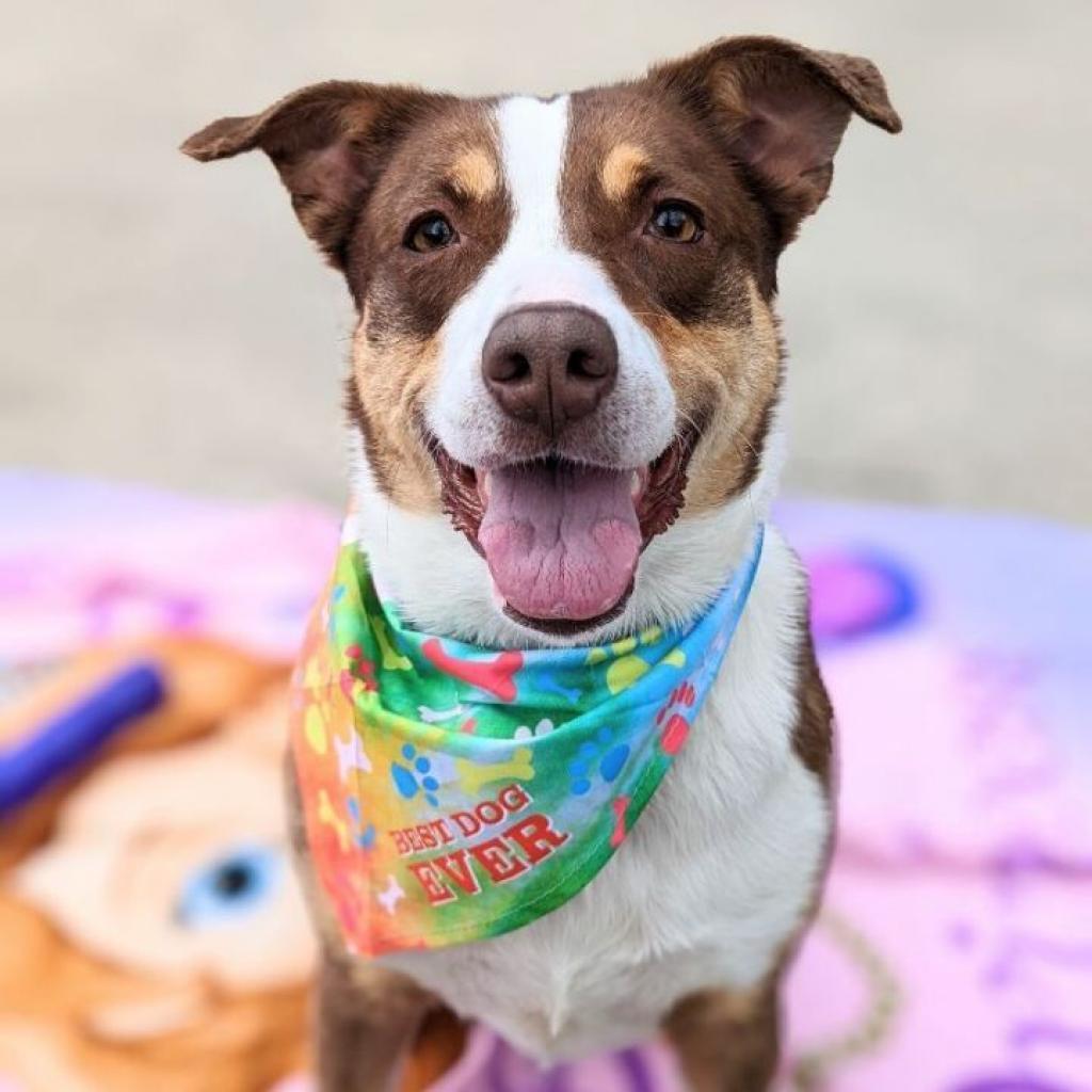 Enlarge Tabitha, a Adoptable mixed breed in East Hanover, NJ image 2/6