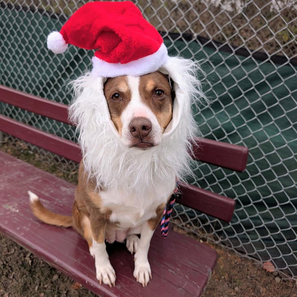 Enlarge Tabitha, a Adoptable mixed breed in East Hanover, NJ image 4/6