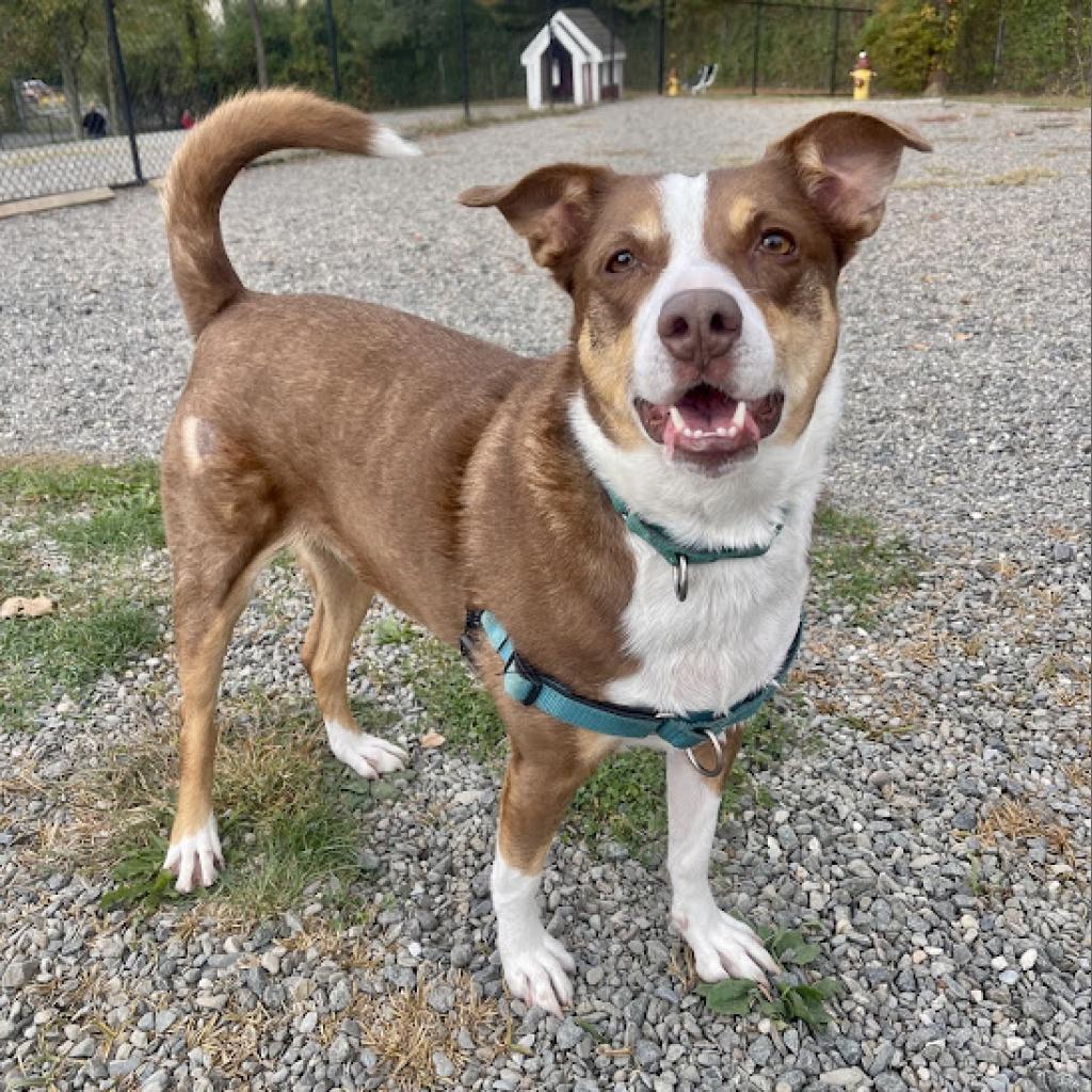 Enlarge Tabitha, a Adoptable mixed breed in East Hanover, NJ image 4/6