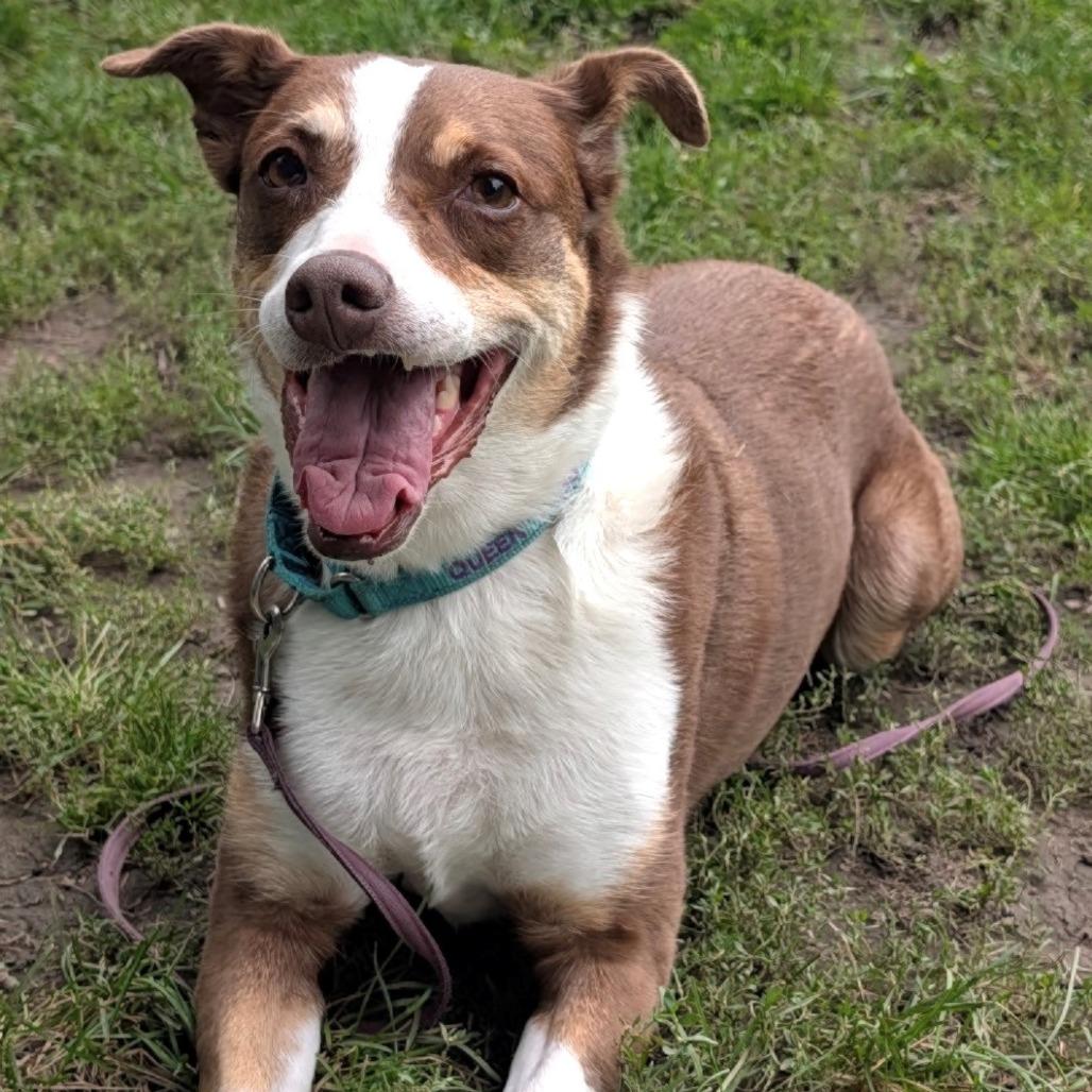Enlarge Tabitha, a Adoptable mixed breed in East Hanover, NJ image 4/6