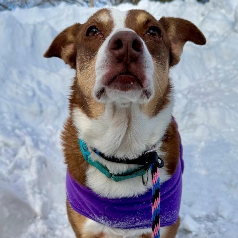 Enlarge Tabitha, a Adoptable mixed breed in East Hanover, NJ image 4/6