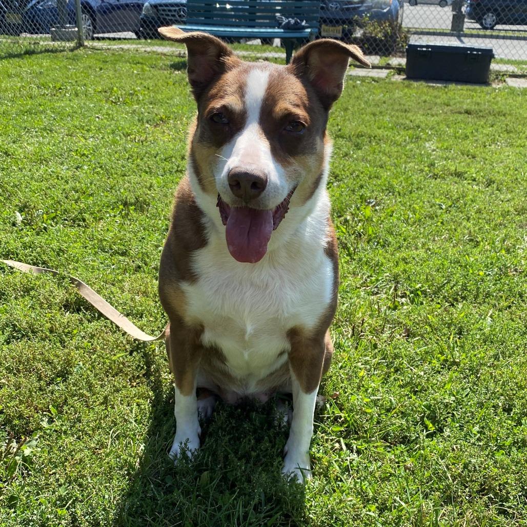 Enlarge Tabitha, a Adoptable mixed breed in East Hanover, NJ image 6/6